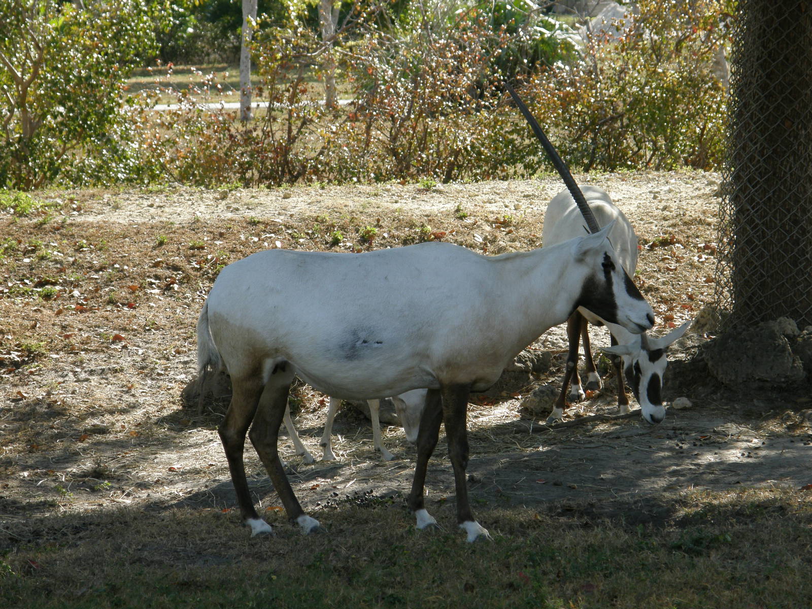 arabian oryx