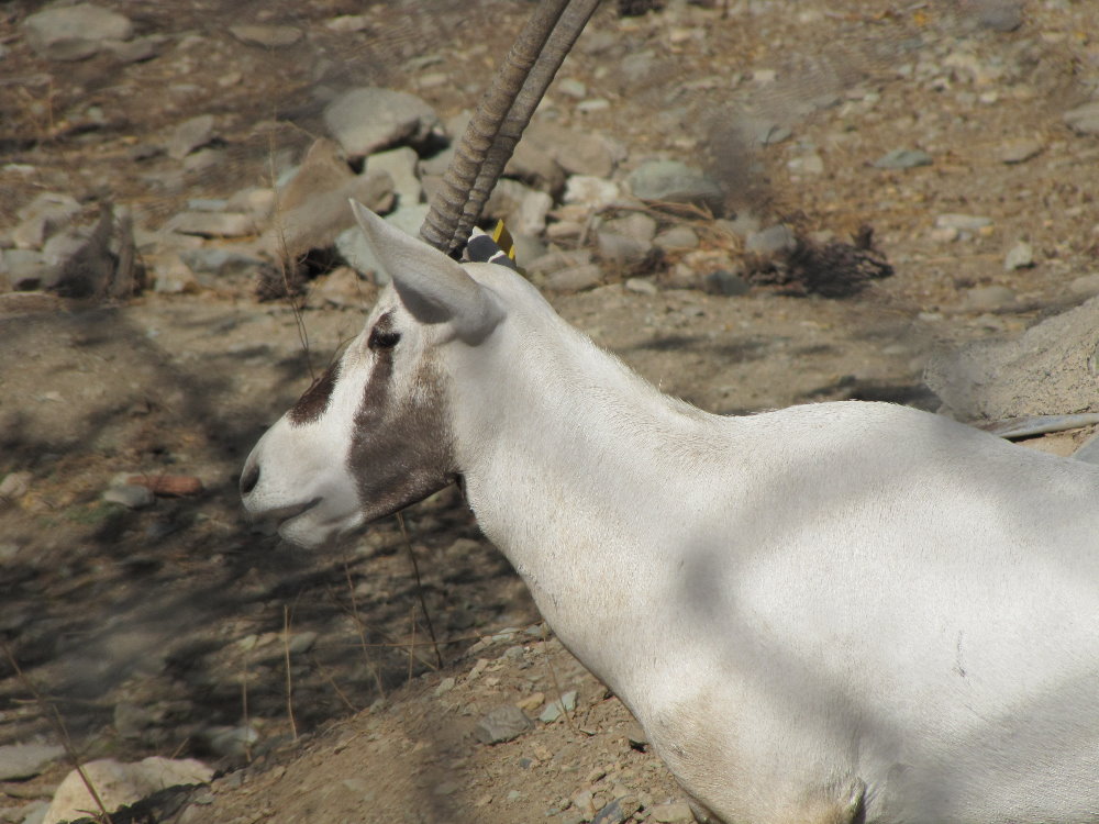 arabian oryx