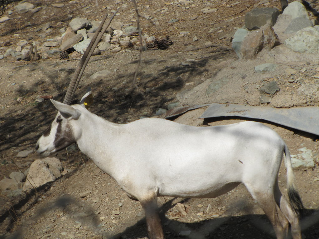 arabian oryx