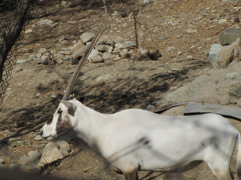 arabian oryx