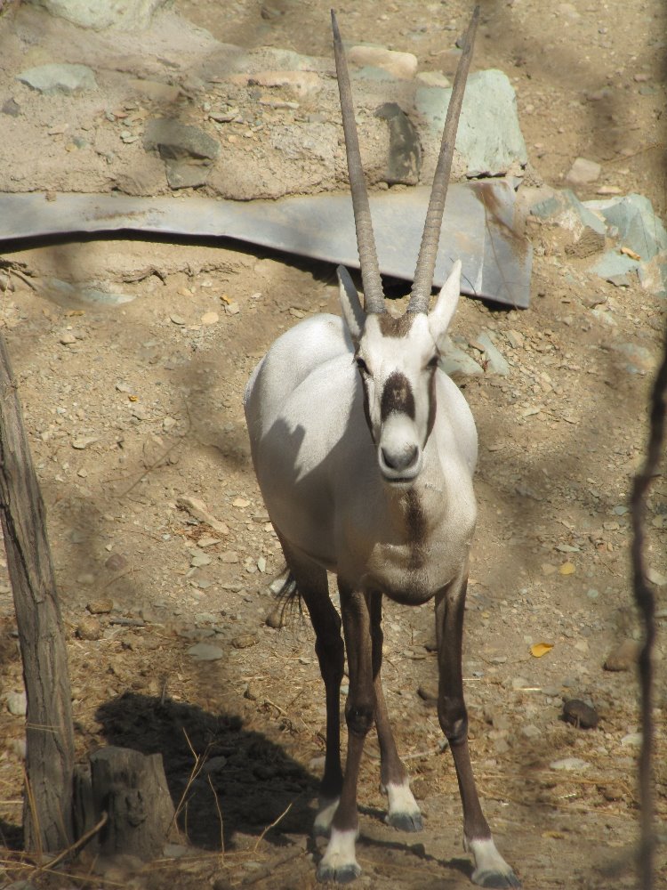 arabian oryx