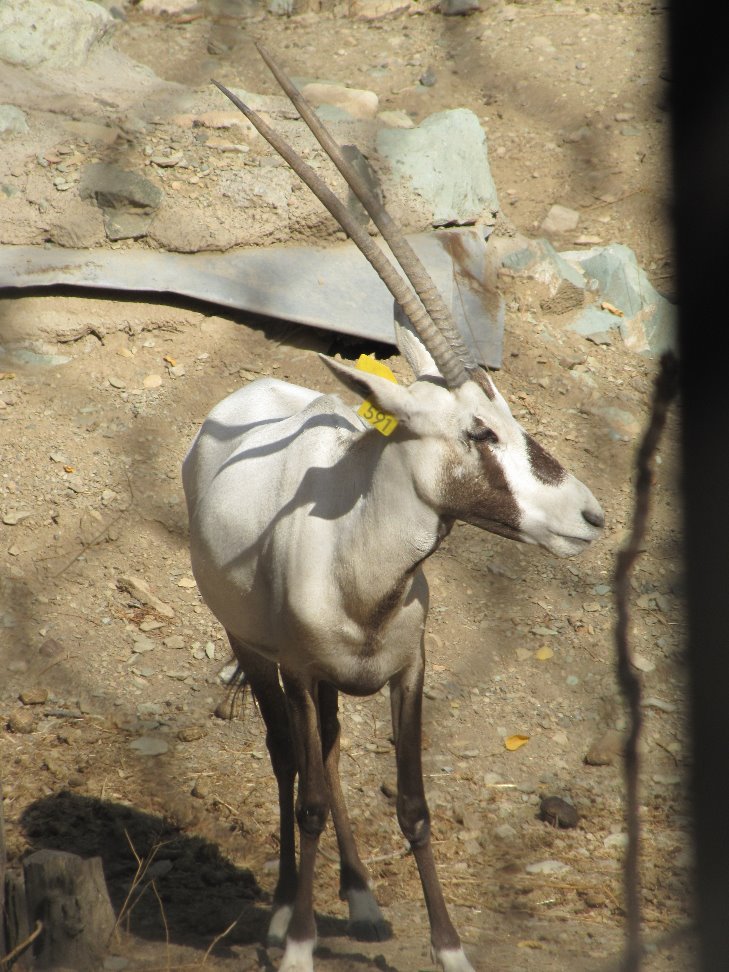arabian oryx