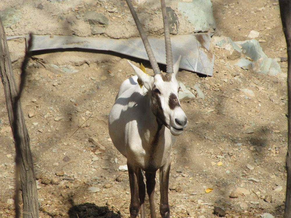 arabian oryx