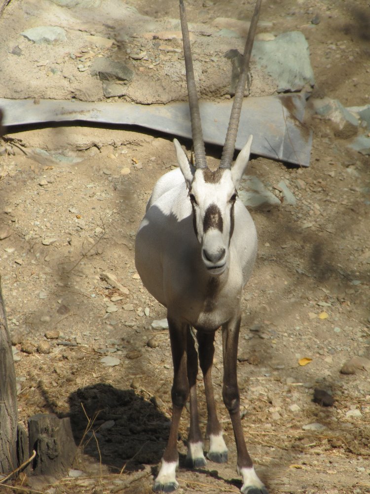 arabian oryx