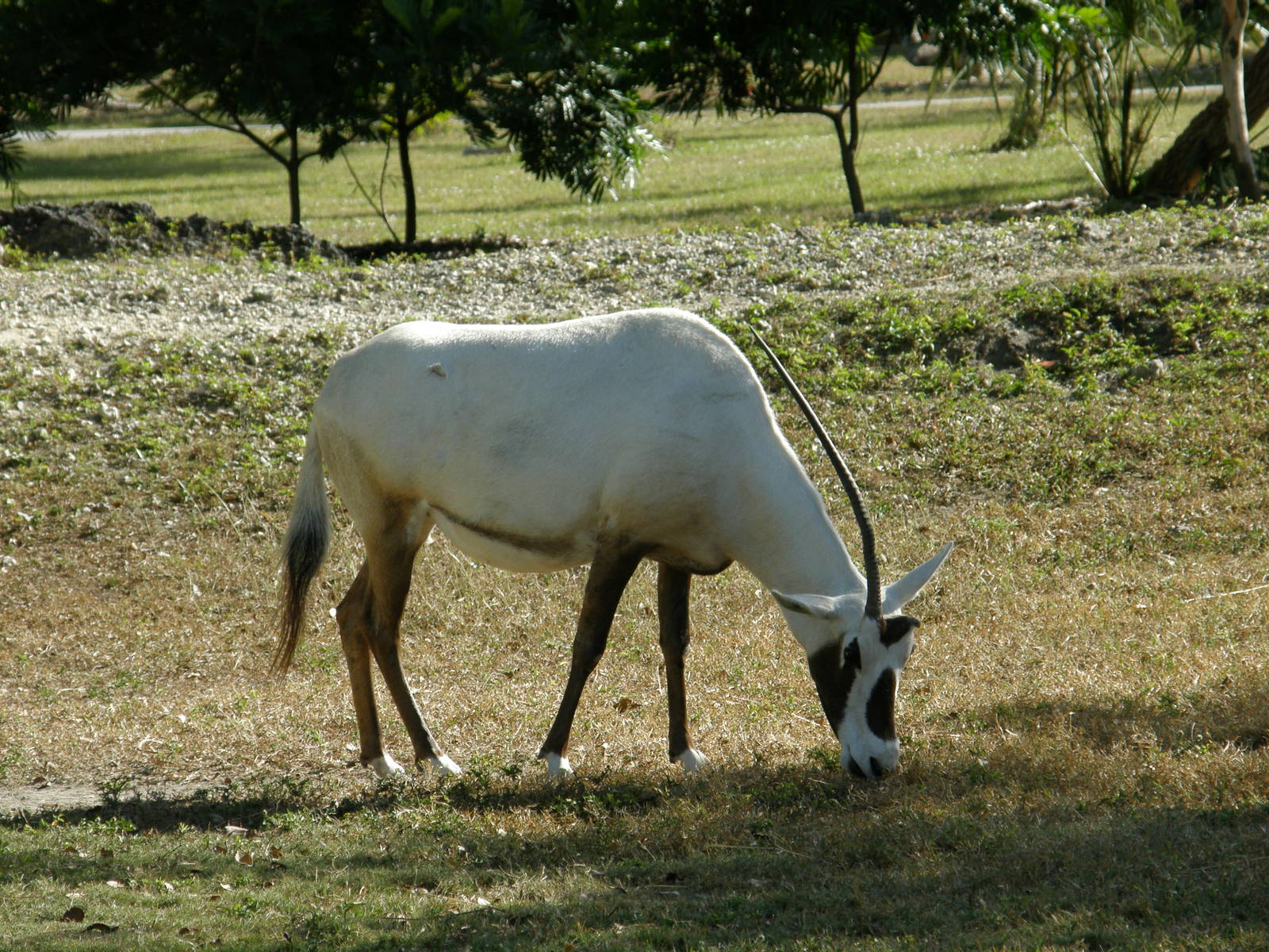arabian oryx