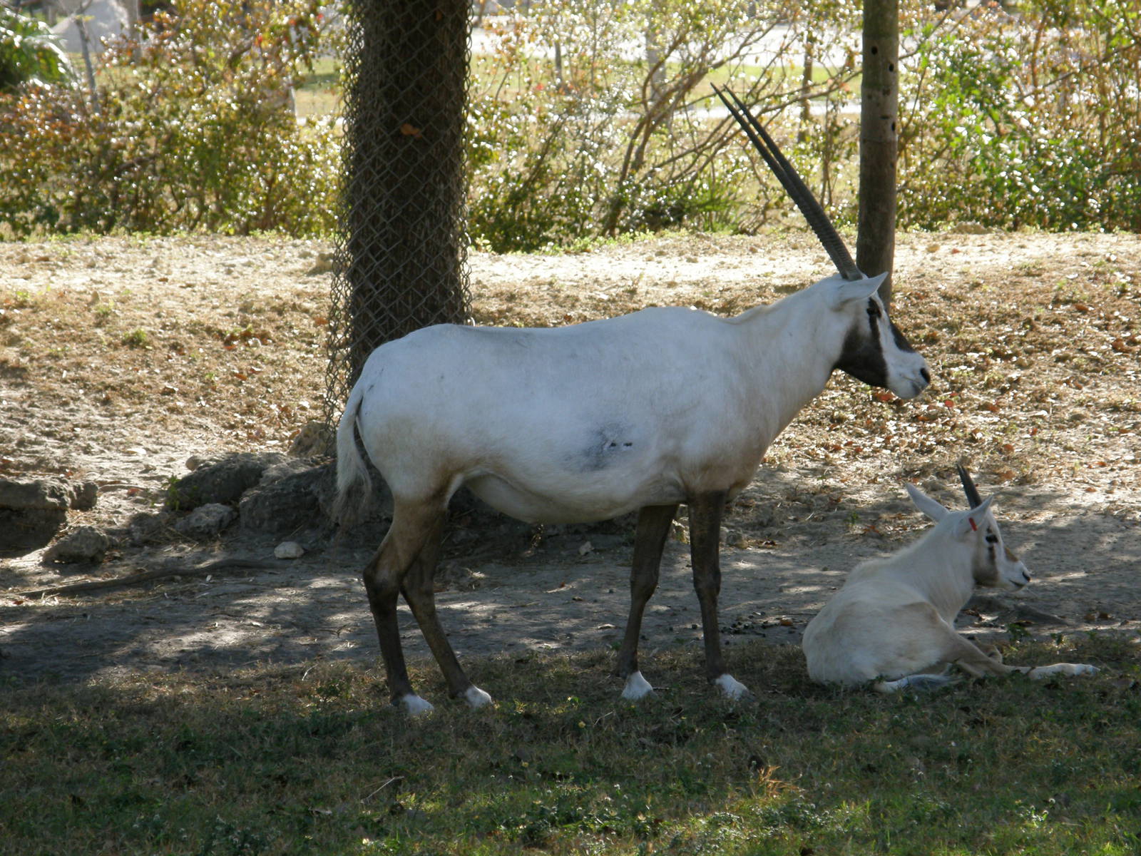arabian oryx