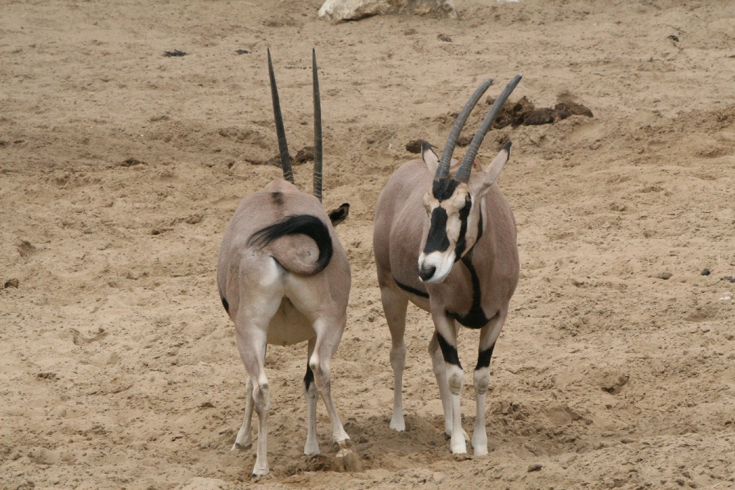 Arabian Oryx