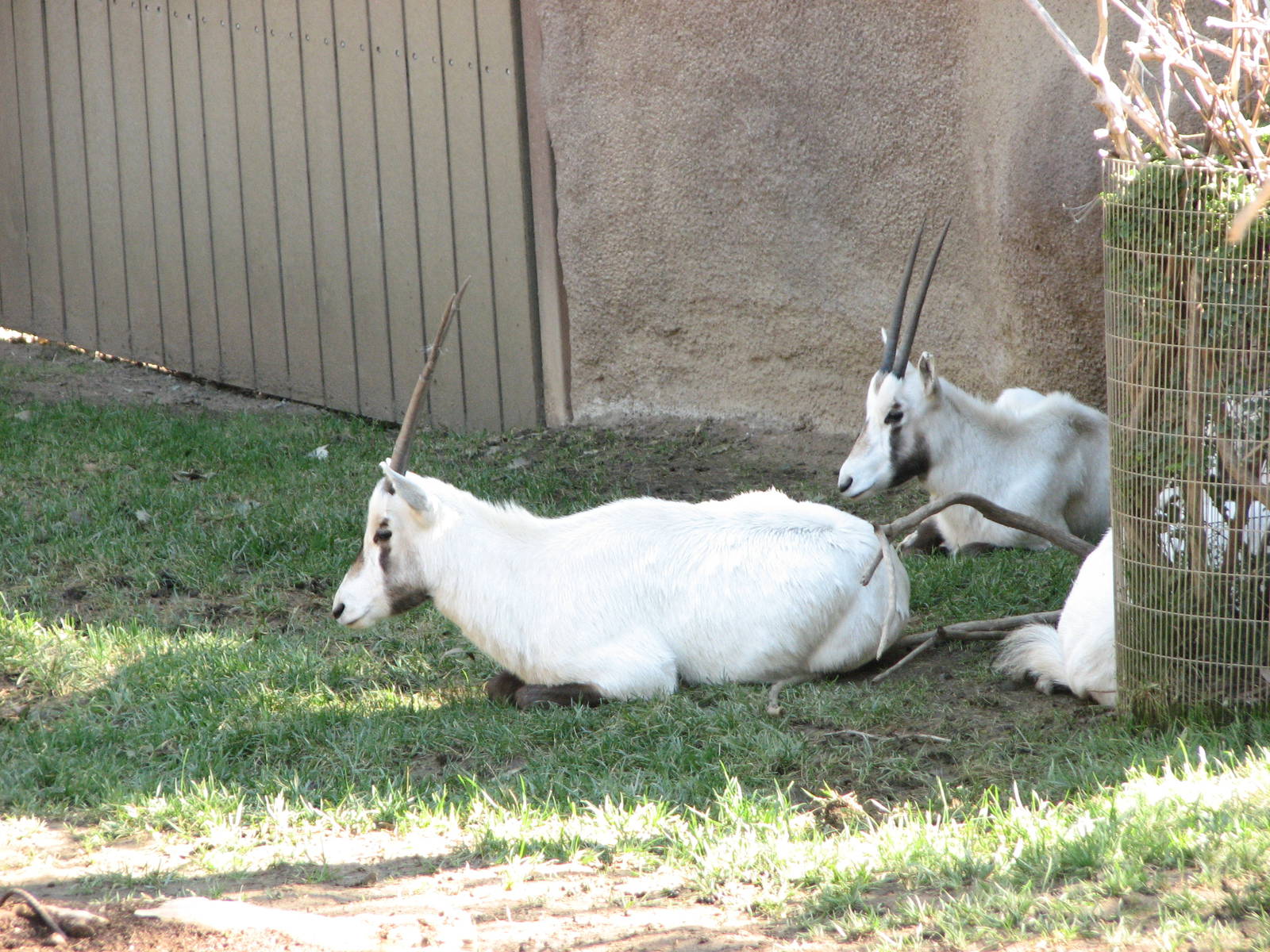 Arabian Oryx