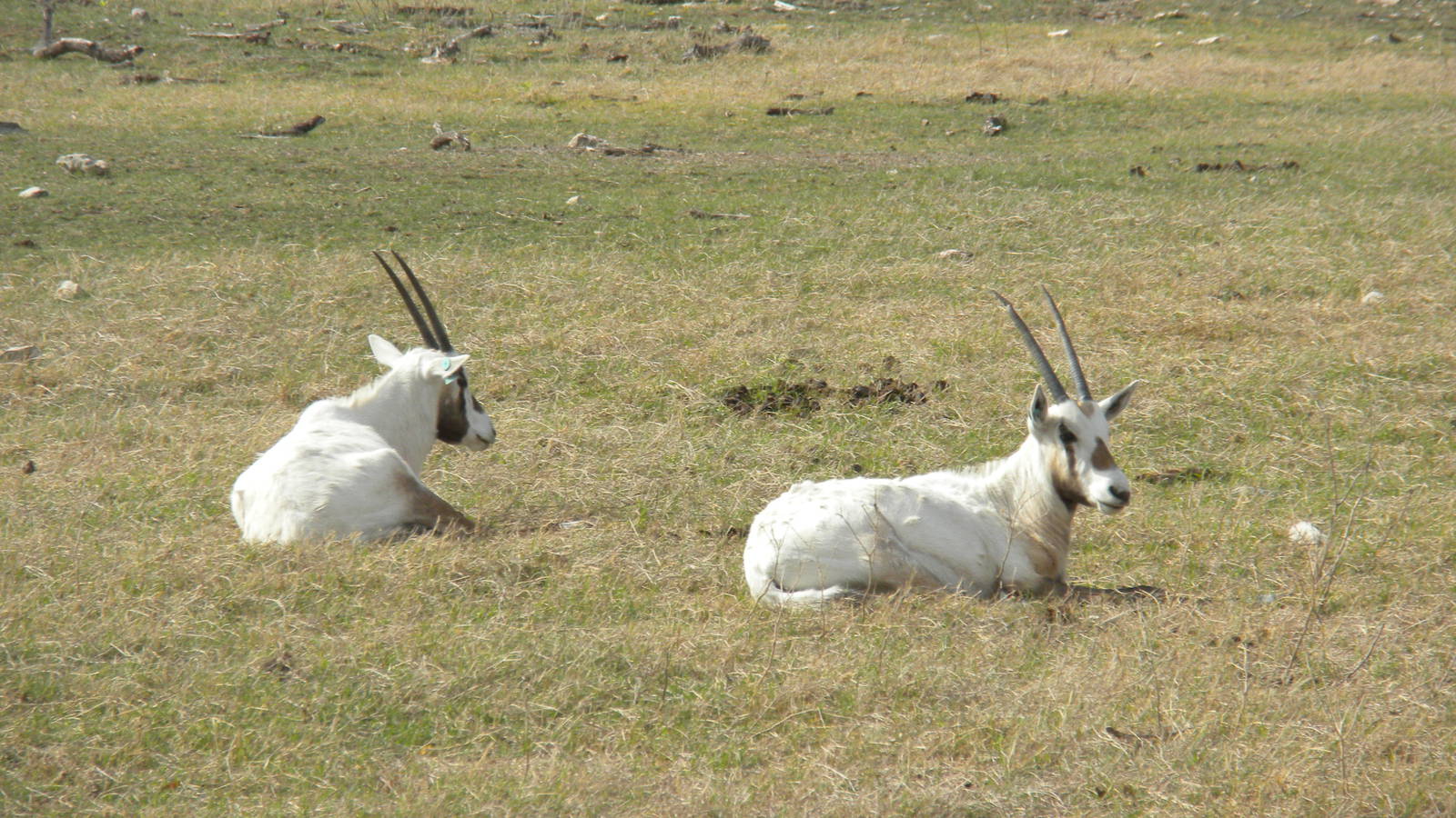 Arabian Oryx