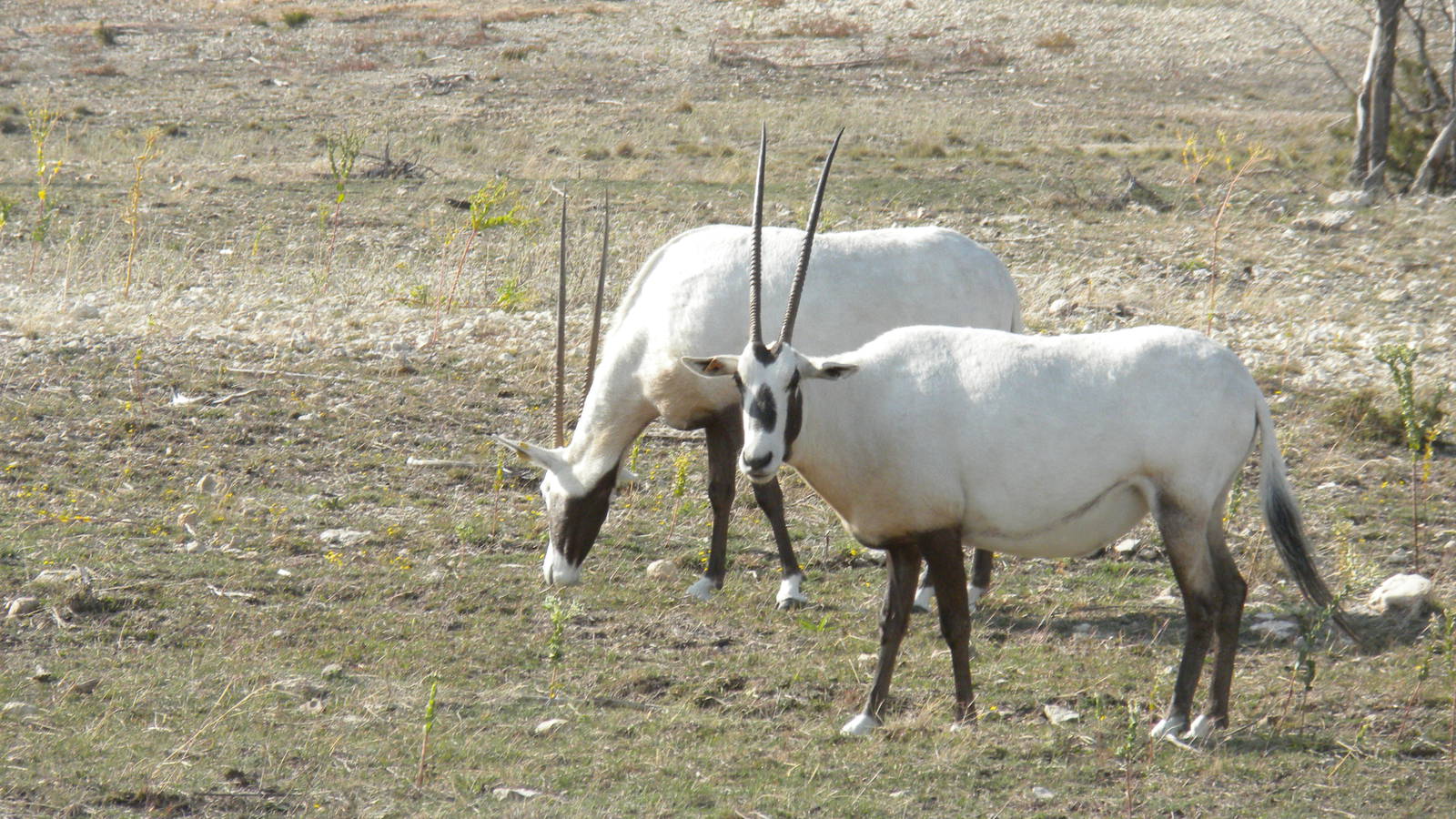 Arabian Oryx