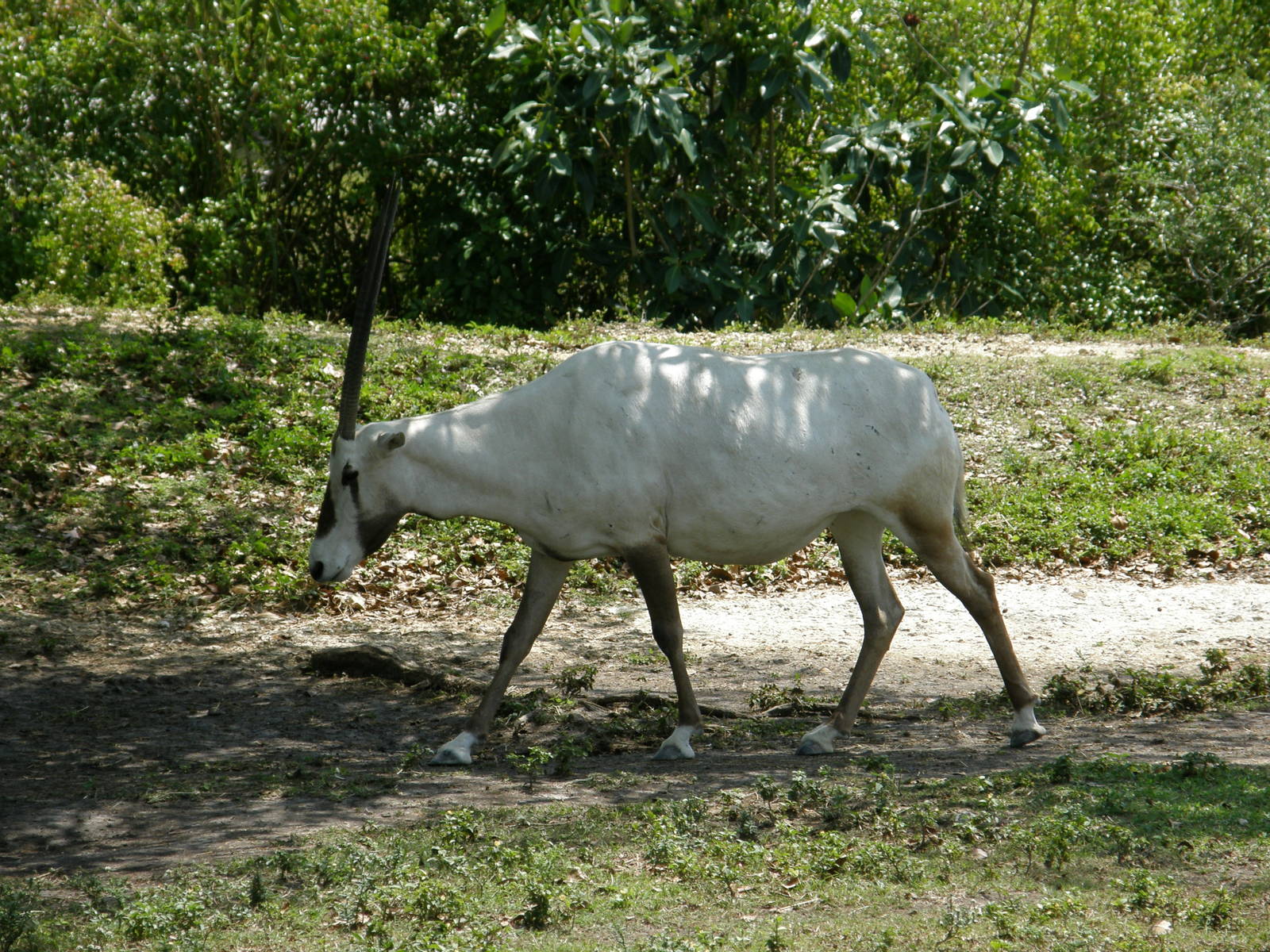 arabian oryx