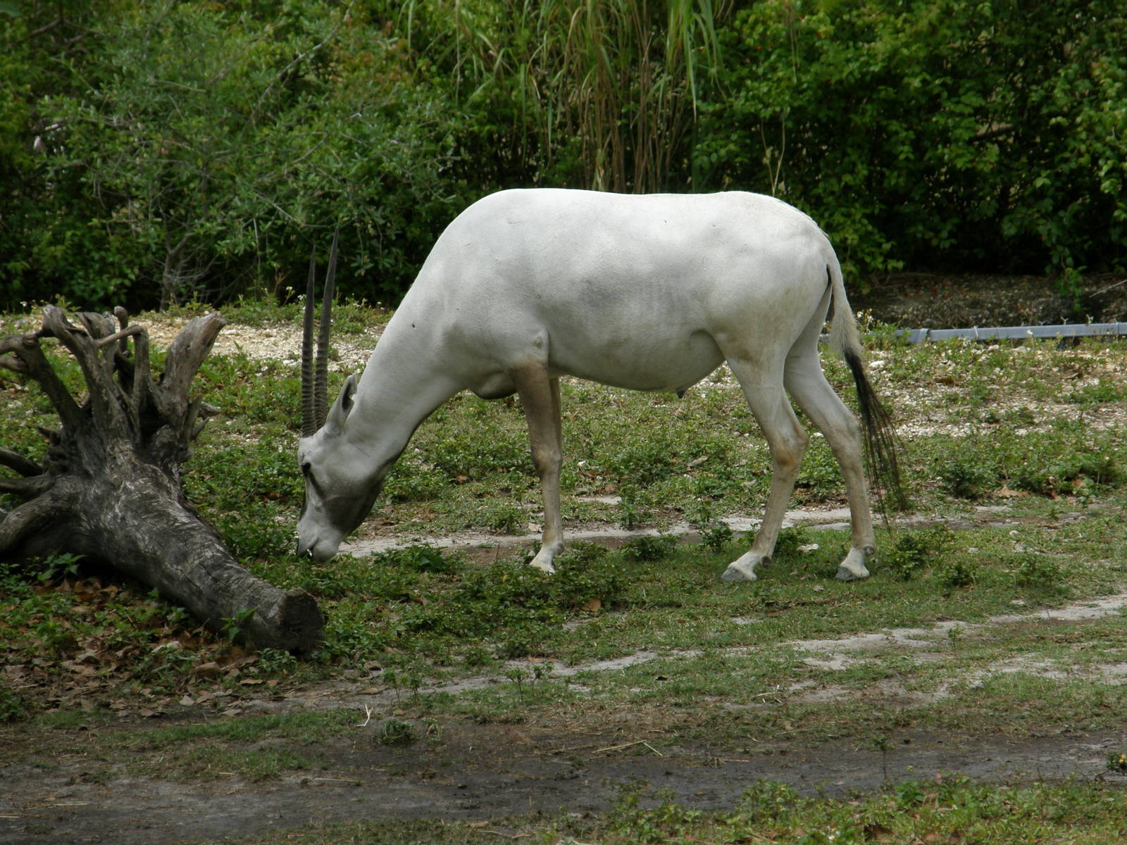 arabian oryx