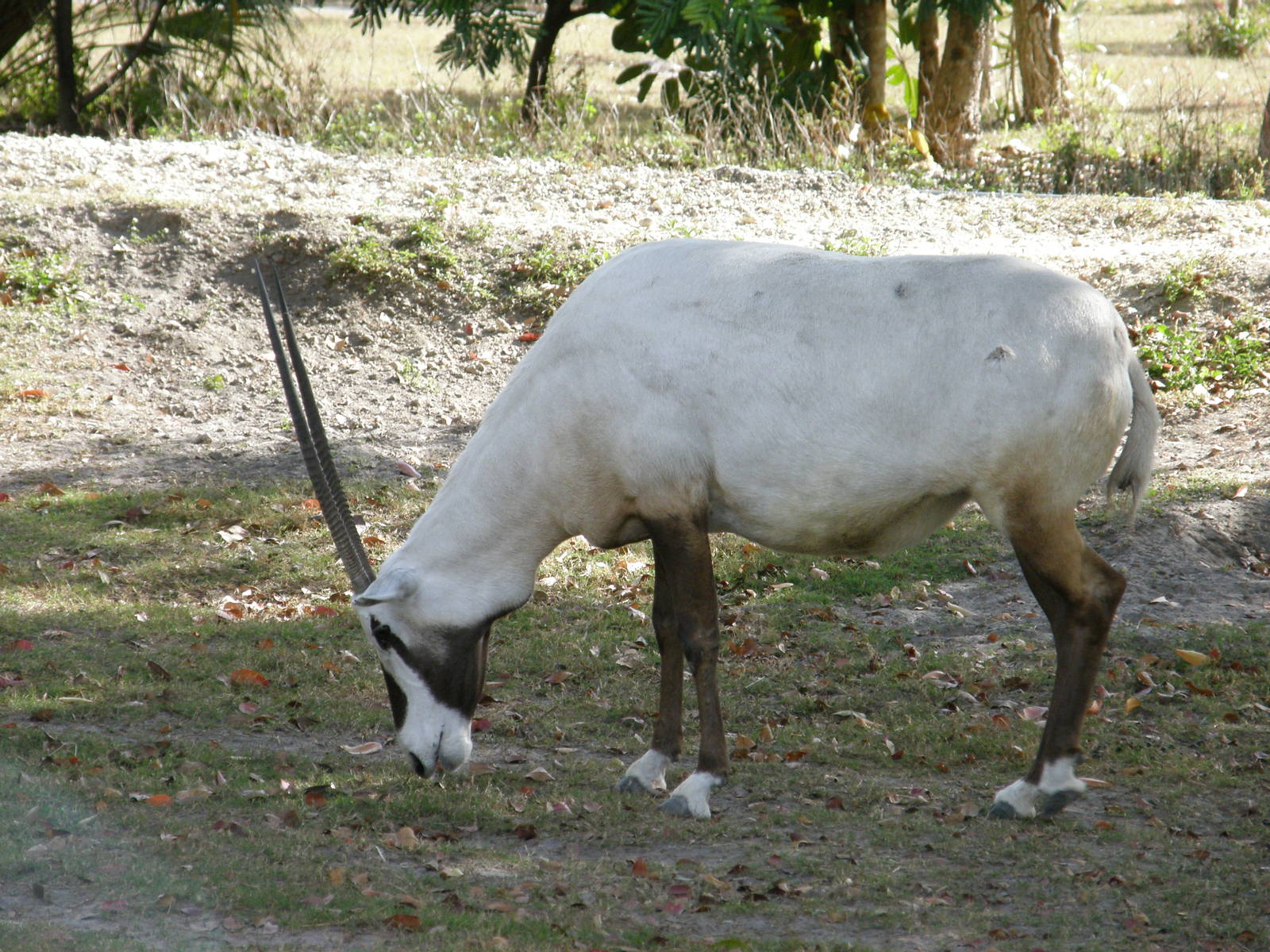 arabian oryx