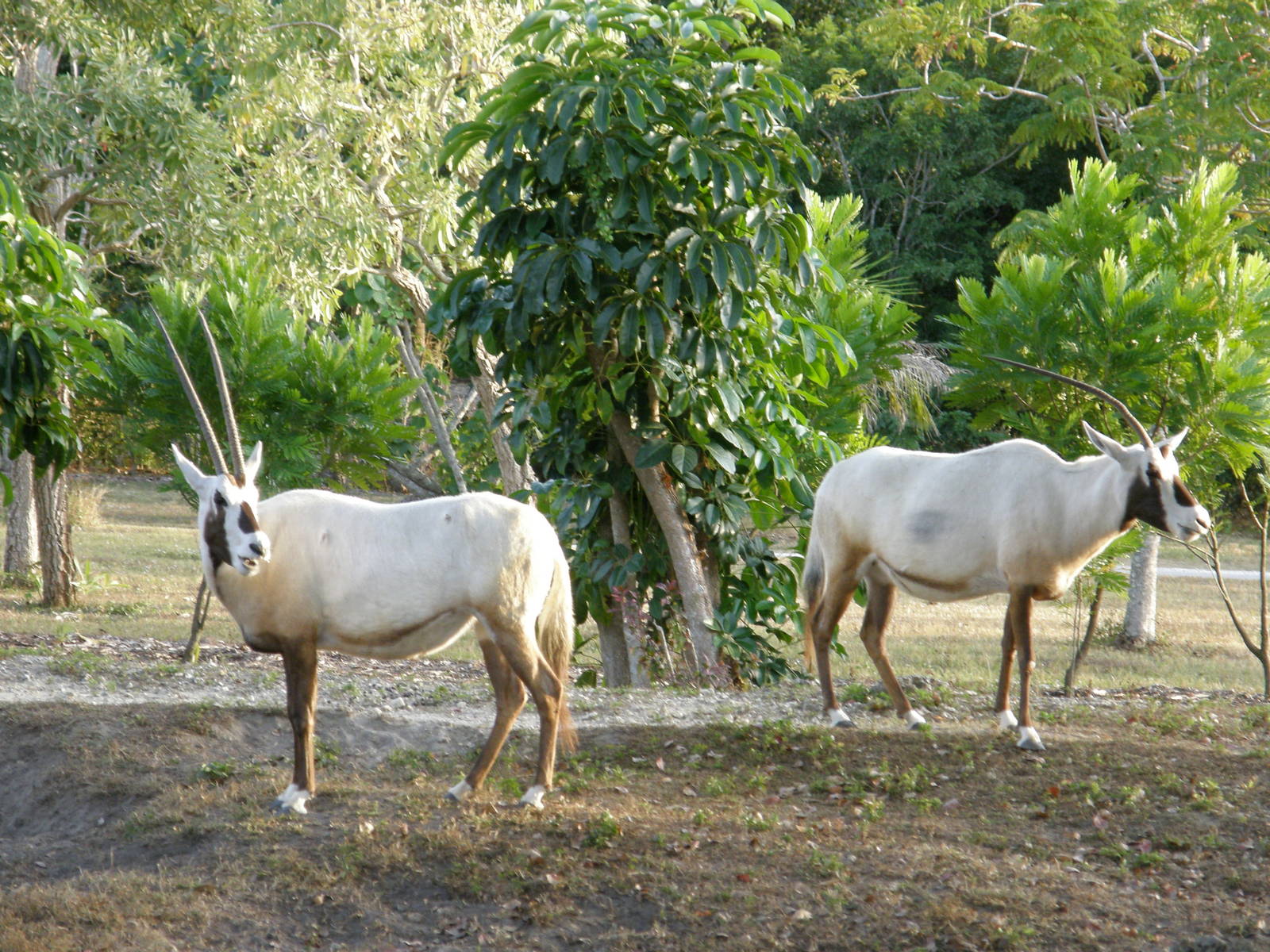 arabian oryx