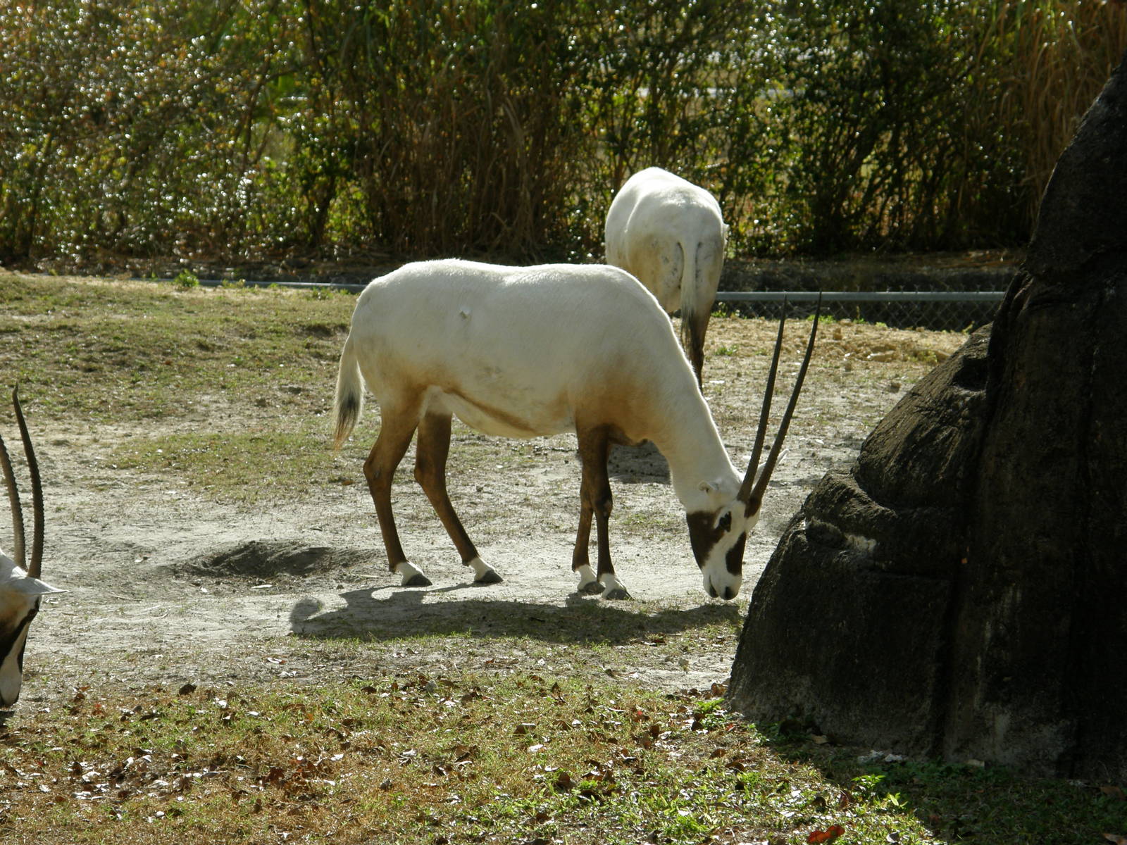 arabian oryx