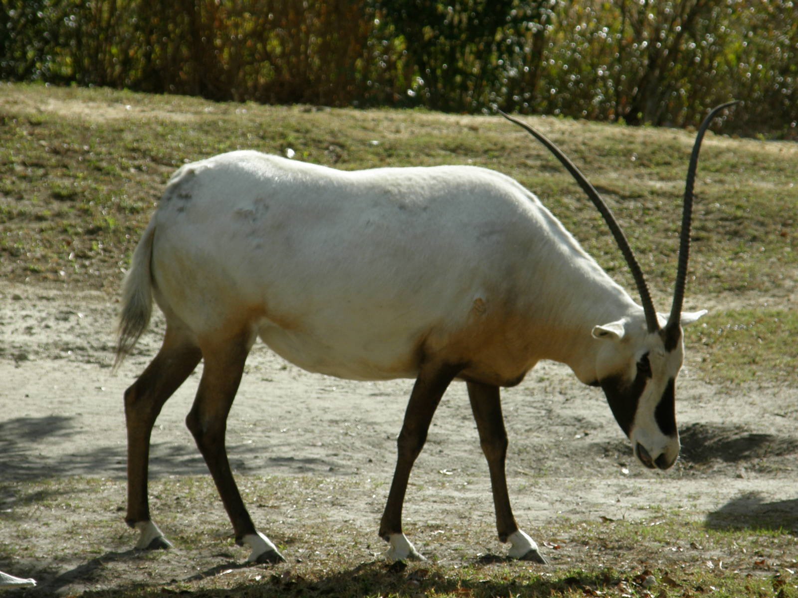 arabian oryx
