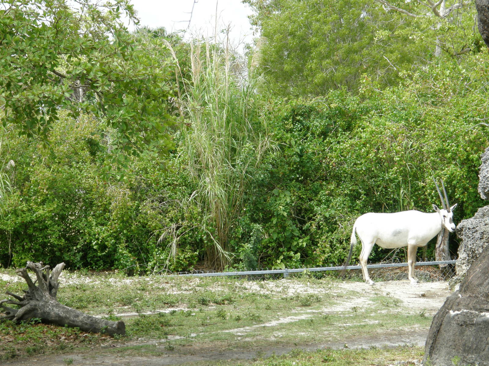 arabian oryx