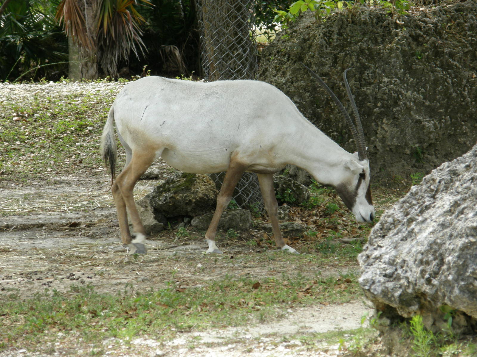 arabian oryx
