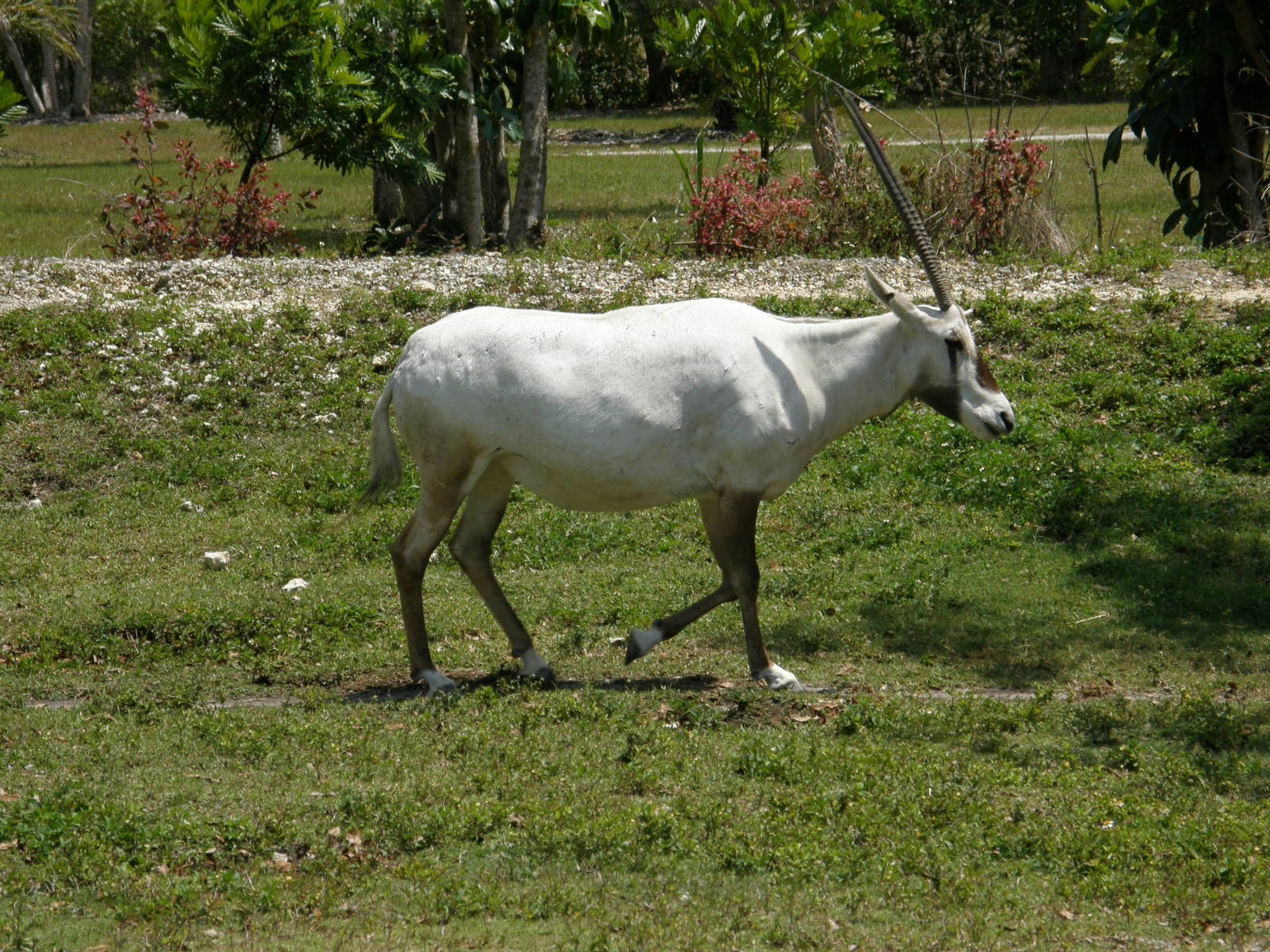 arabian oryx