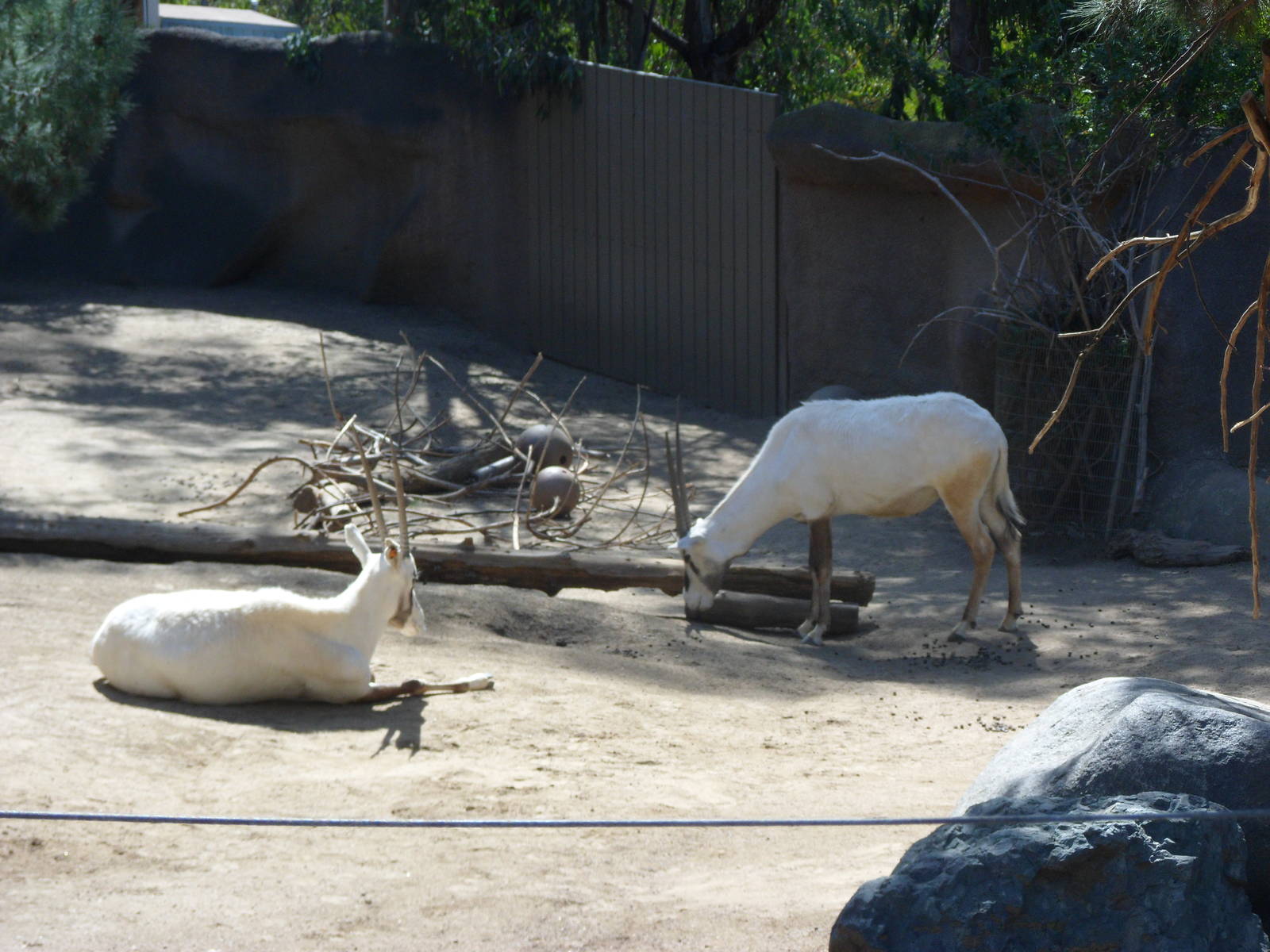Arabian Oryx