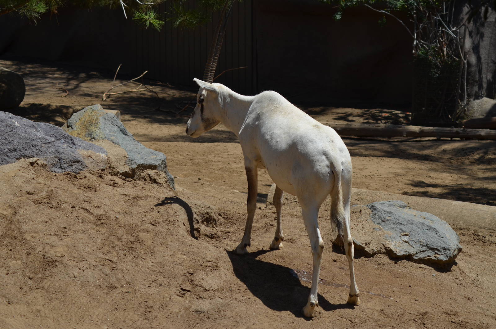 Arabian Oryx