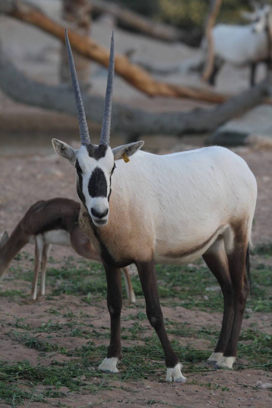 Arabian Oryx