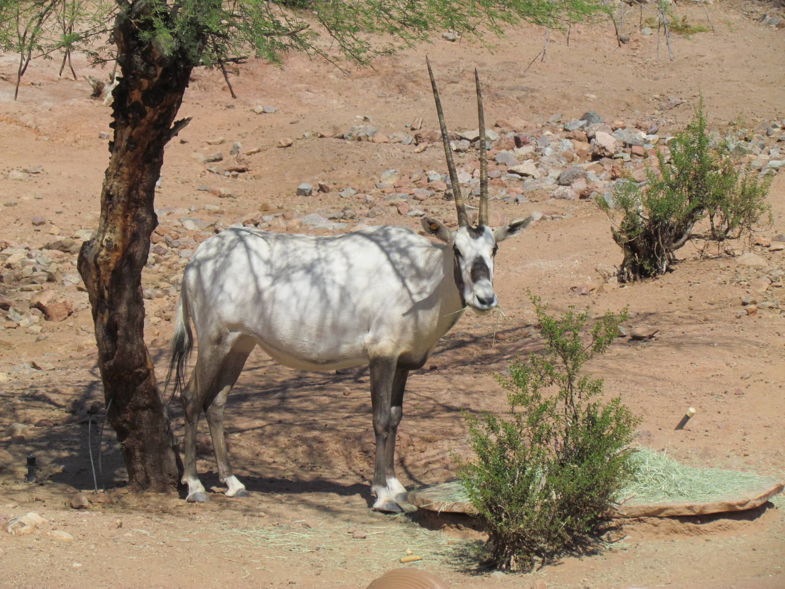 Arabian Oryx