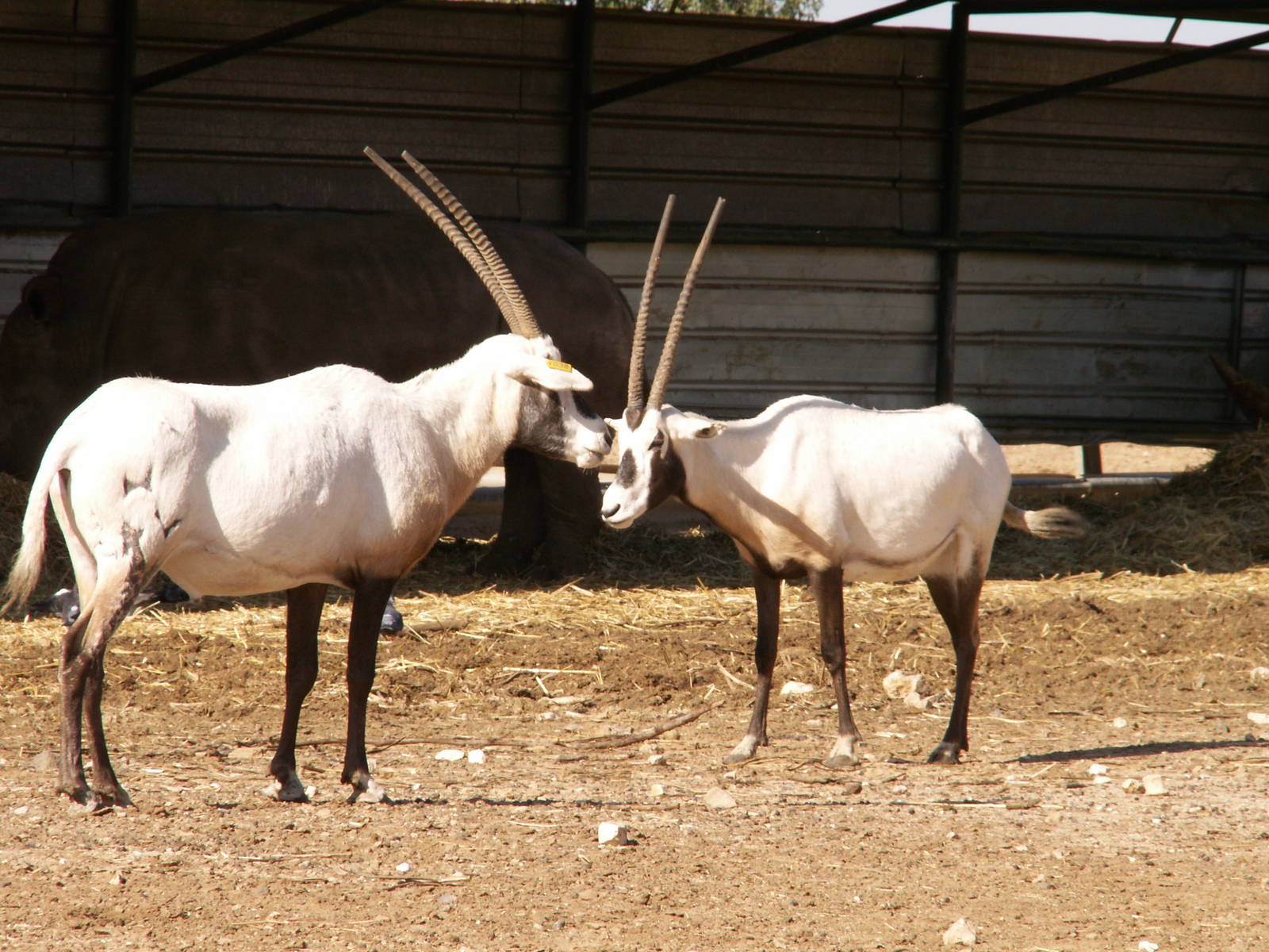 arabian oryx