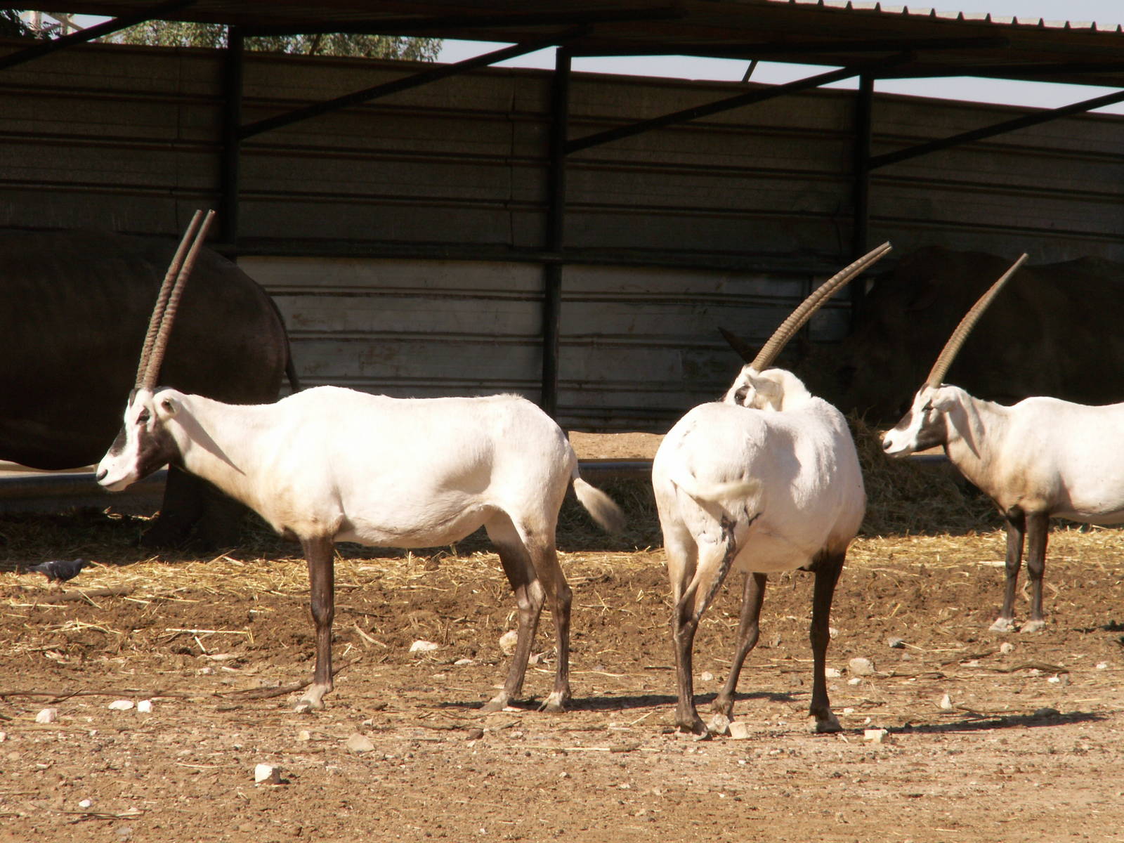 arabian oryx