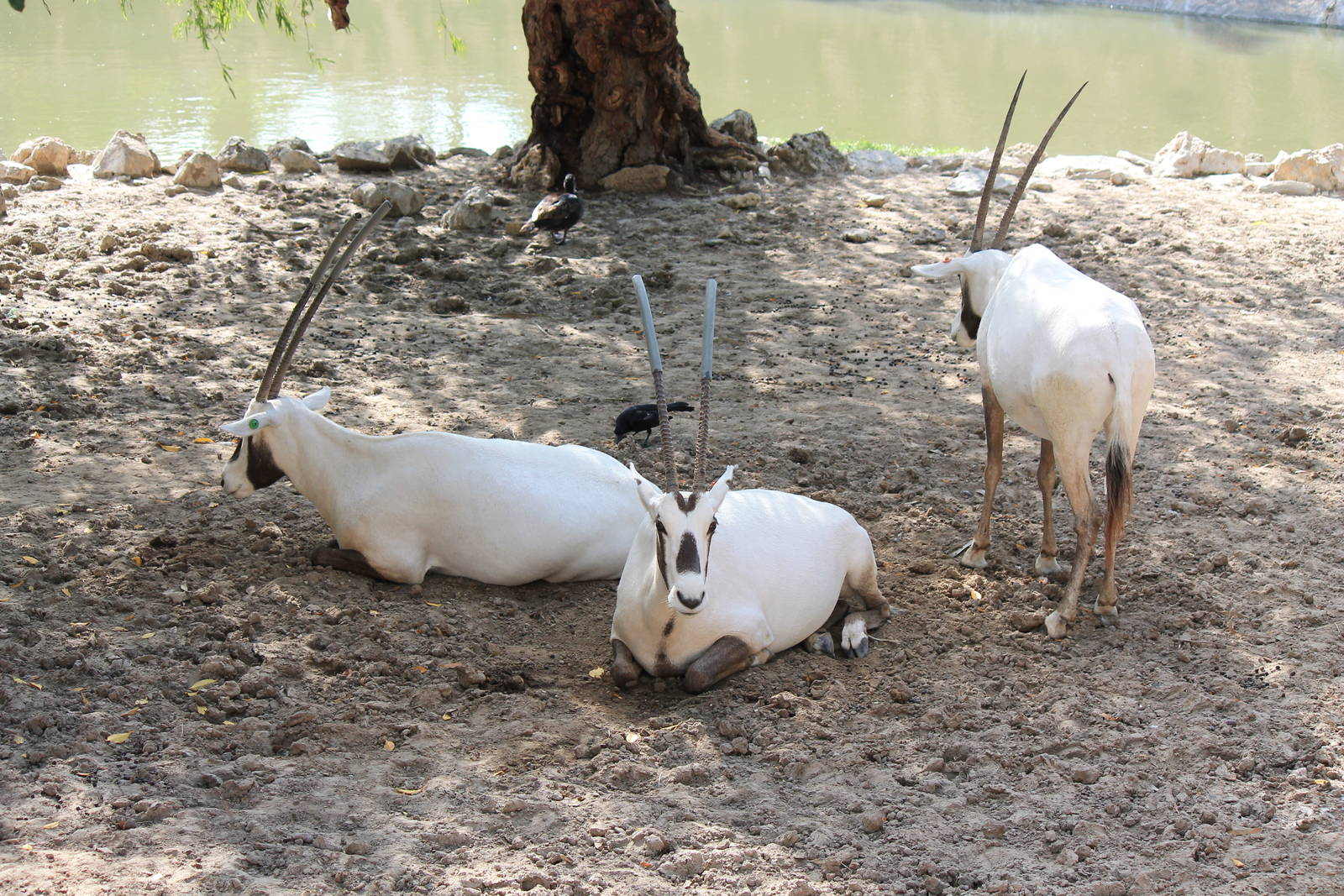 Arabian Oryx
