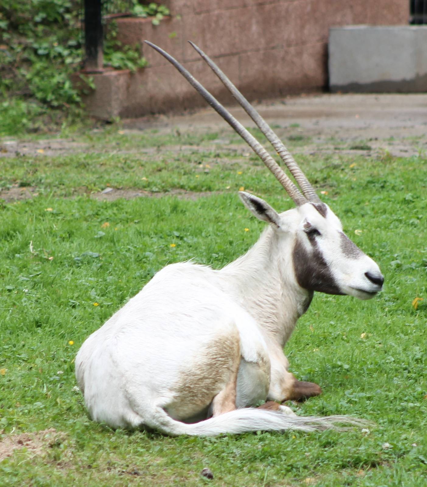 Arabian oryx