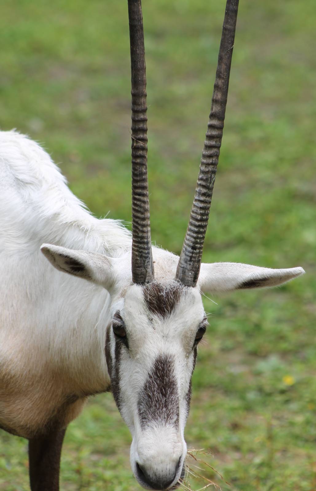 Arabian oryx