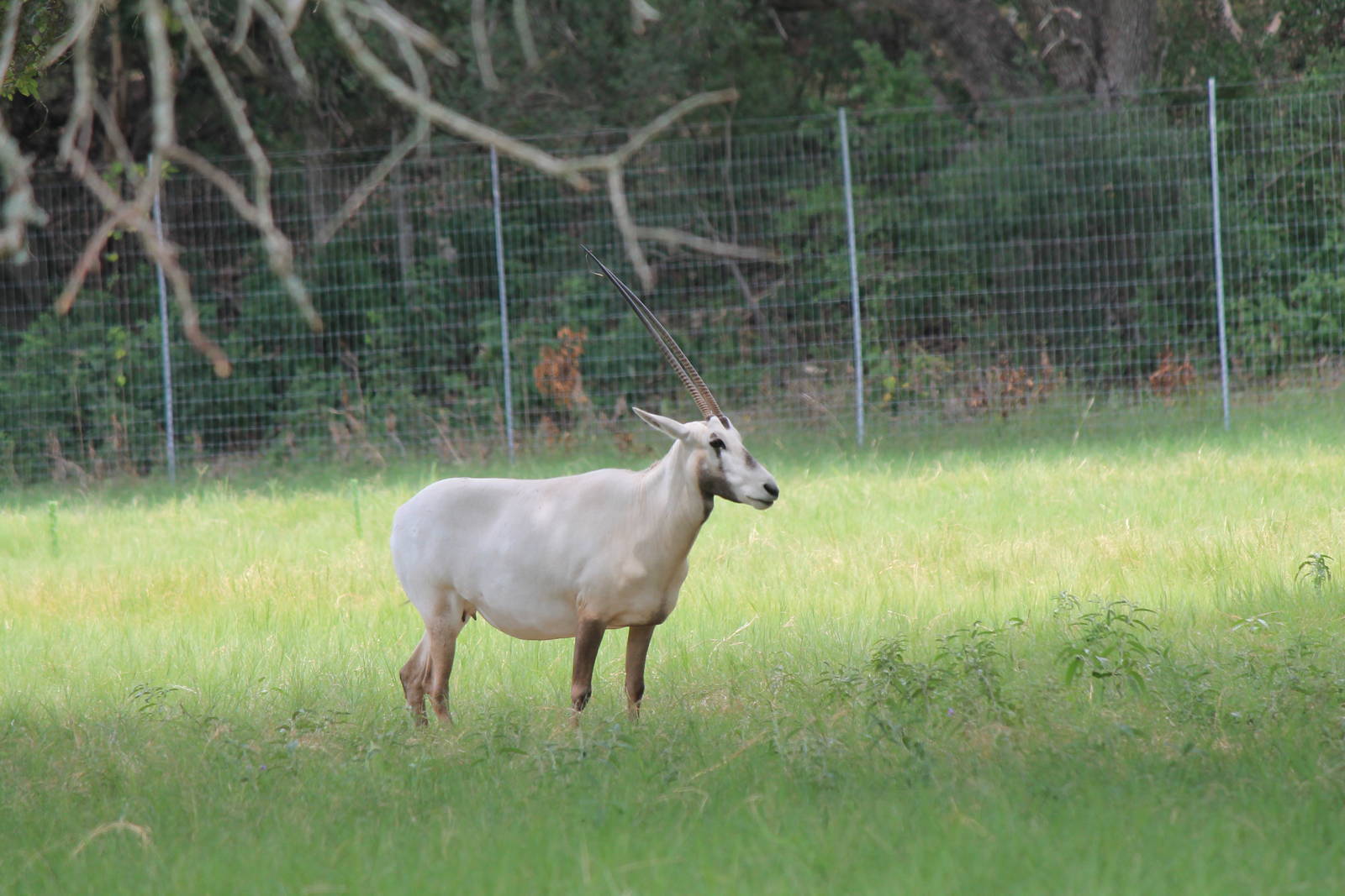 Arabian Oryx
