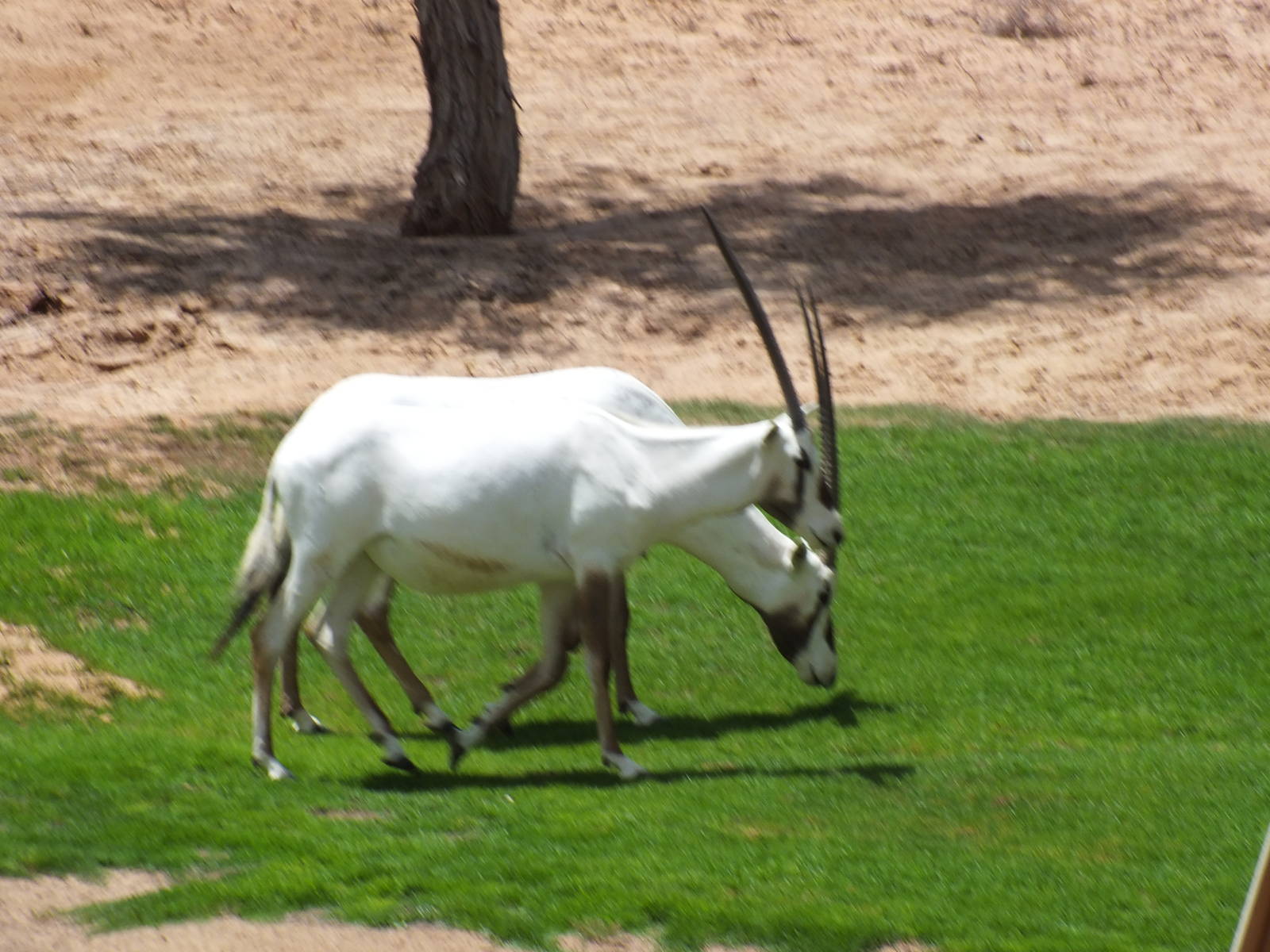 Arabian Oryx