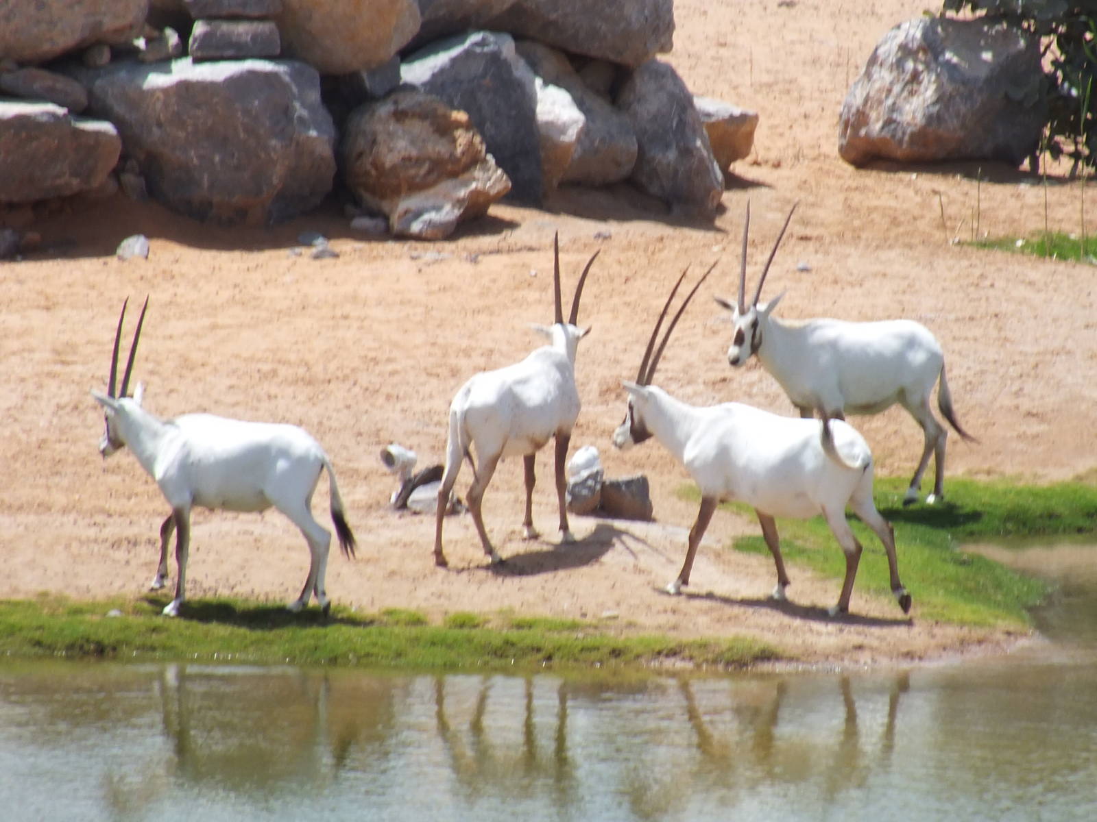 Arabian Oryx