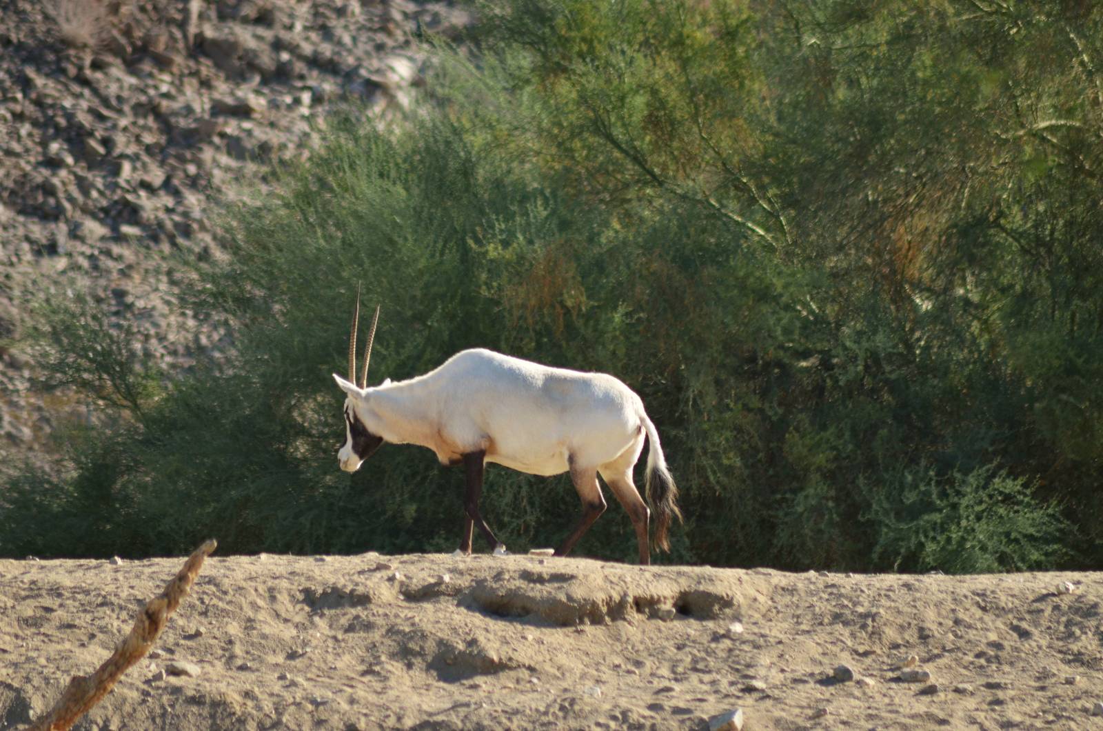Arabian Oryx