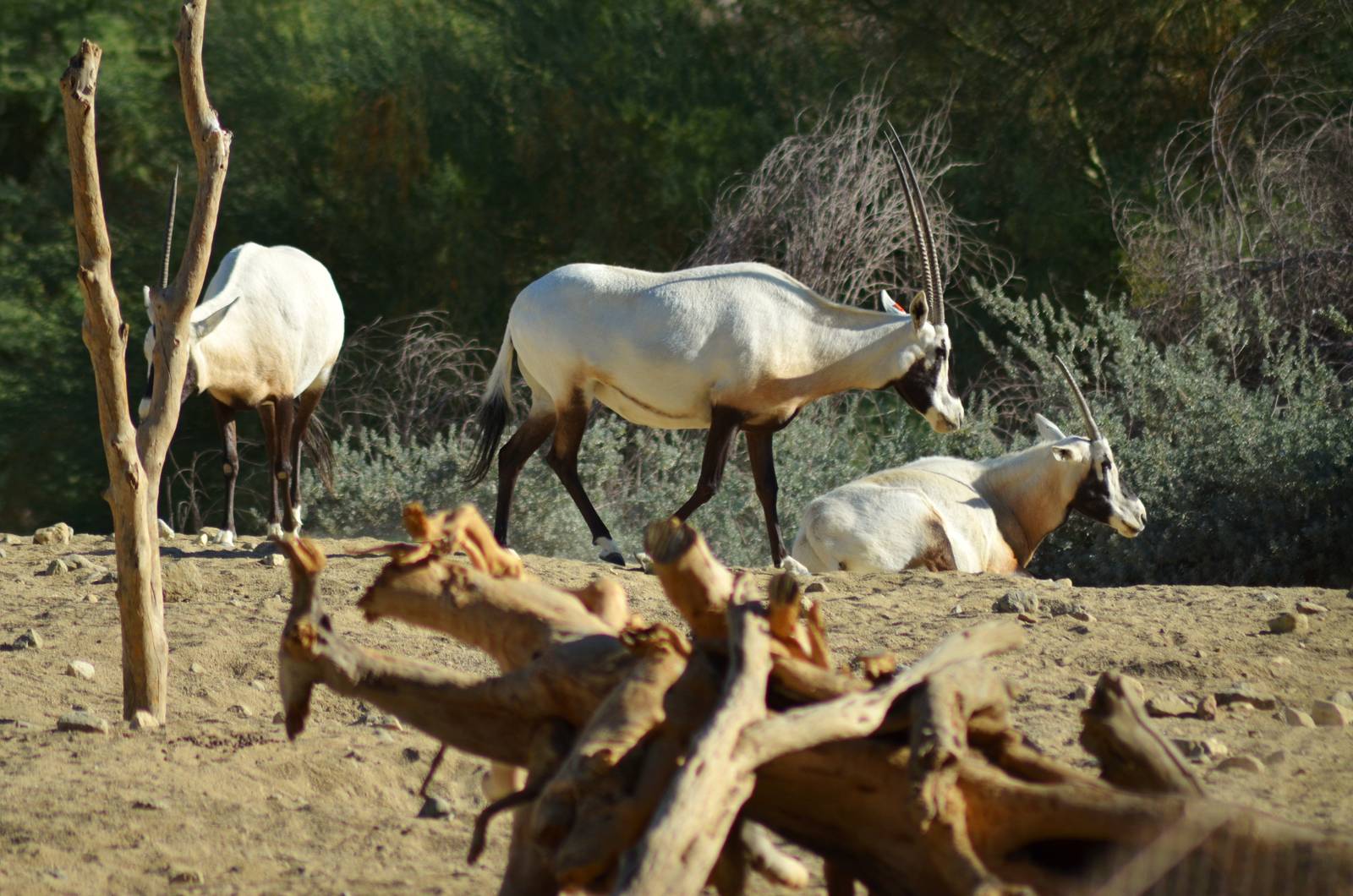Arabian Oryx
