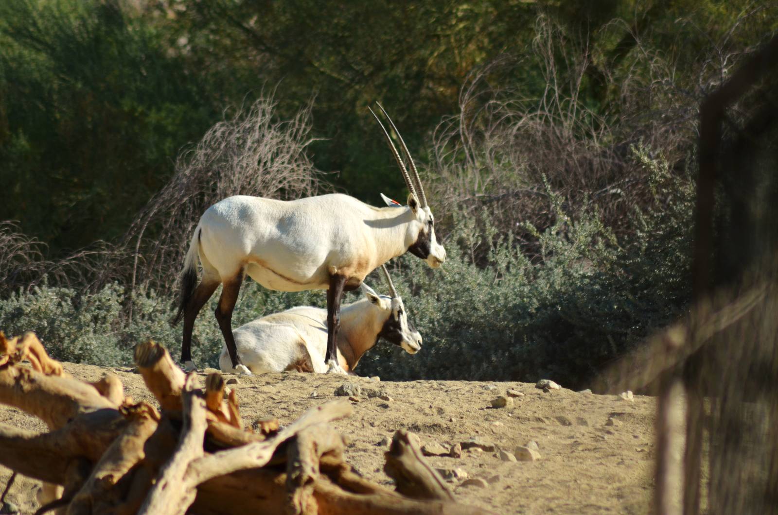 Arabian Oryx
