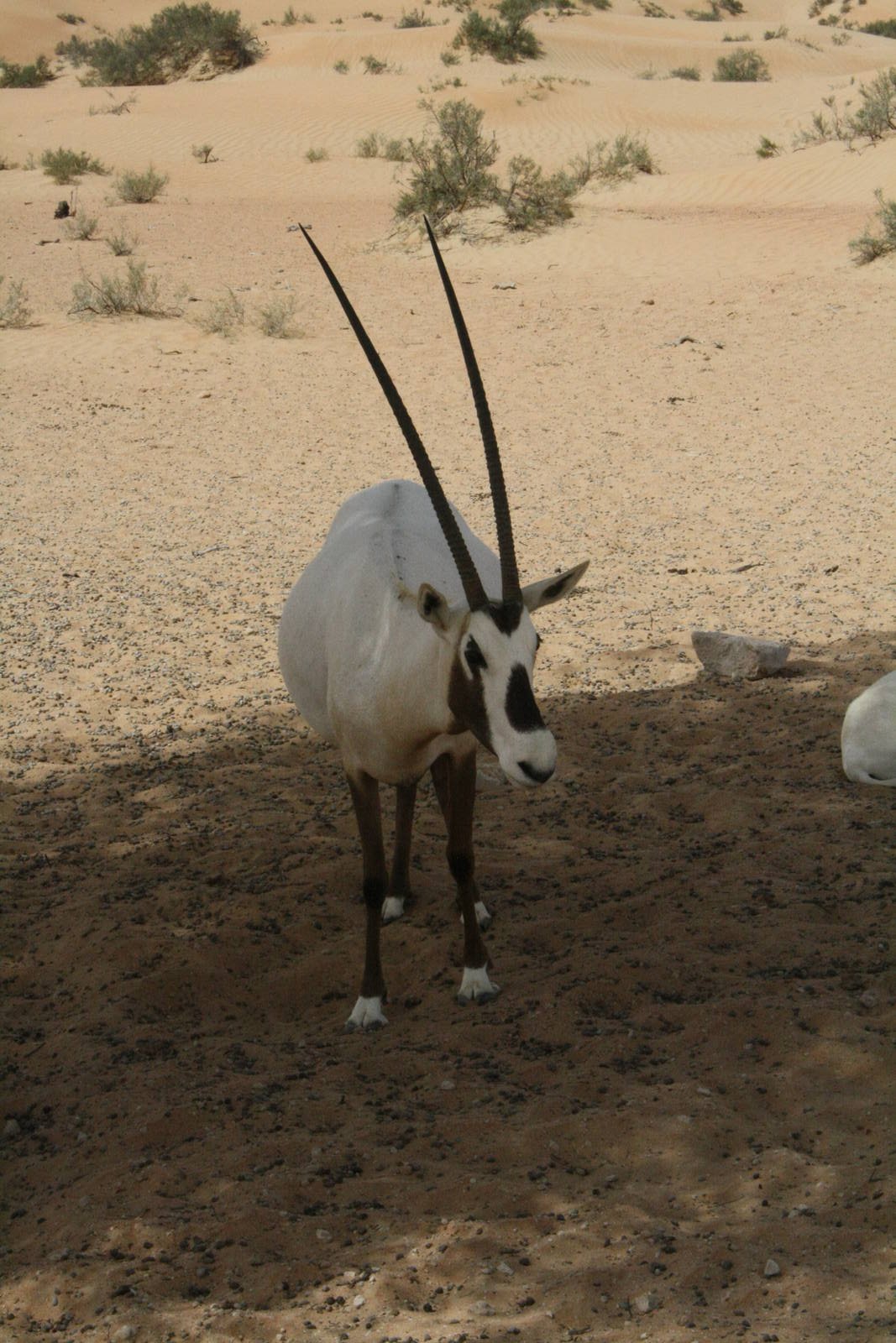 Arabian Oryx.