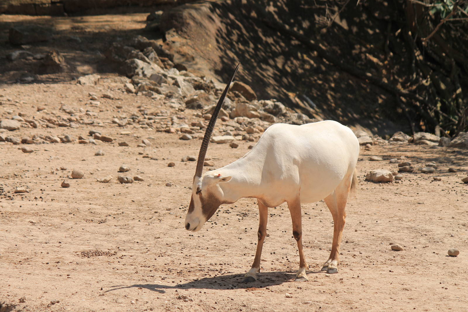 Arabian Oryx