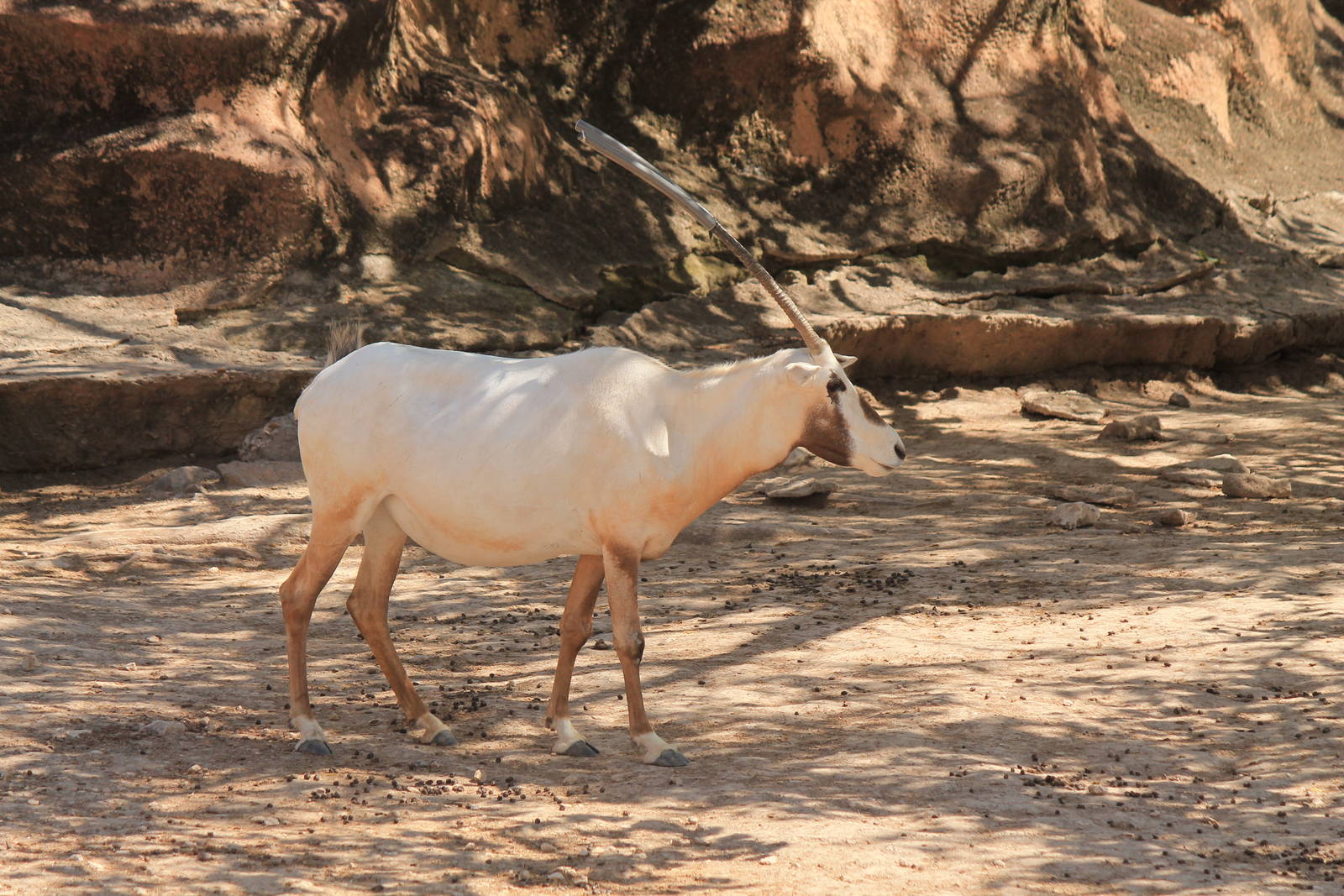 Arabian Oryx