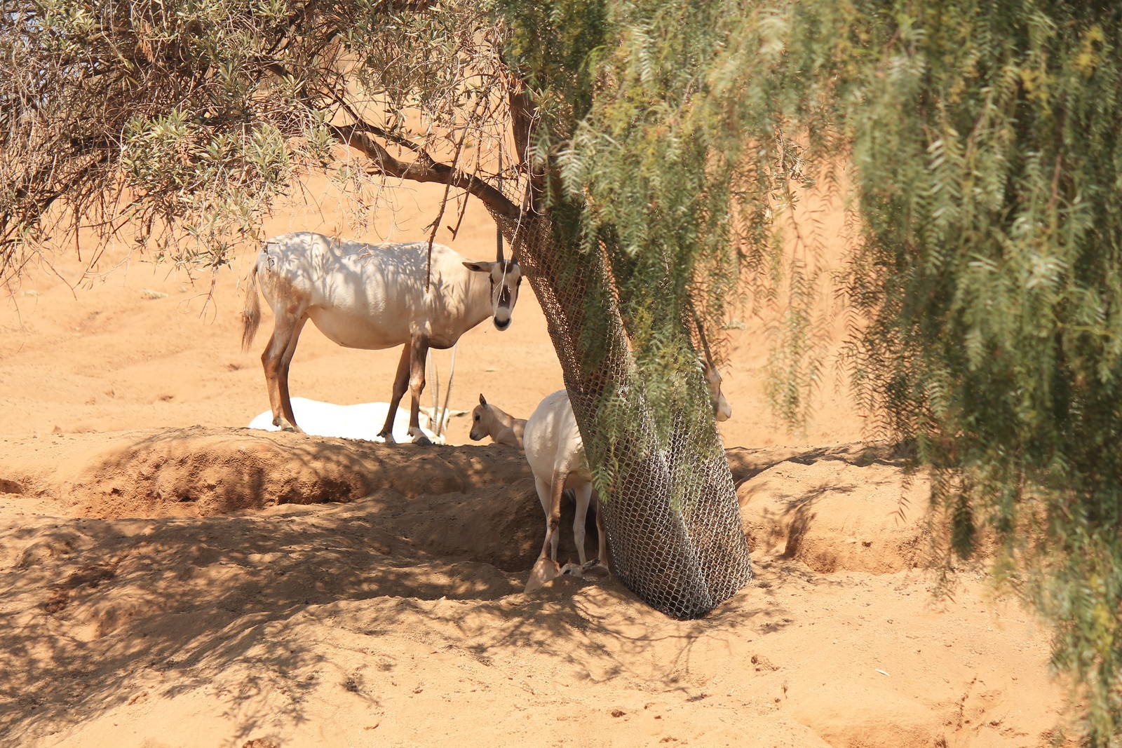 Arabian Oryx