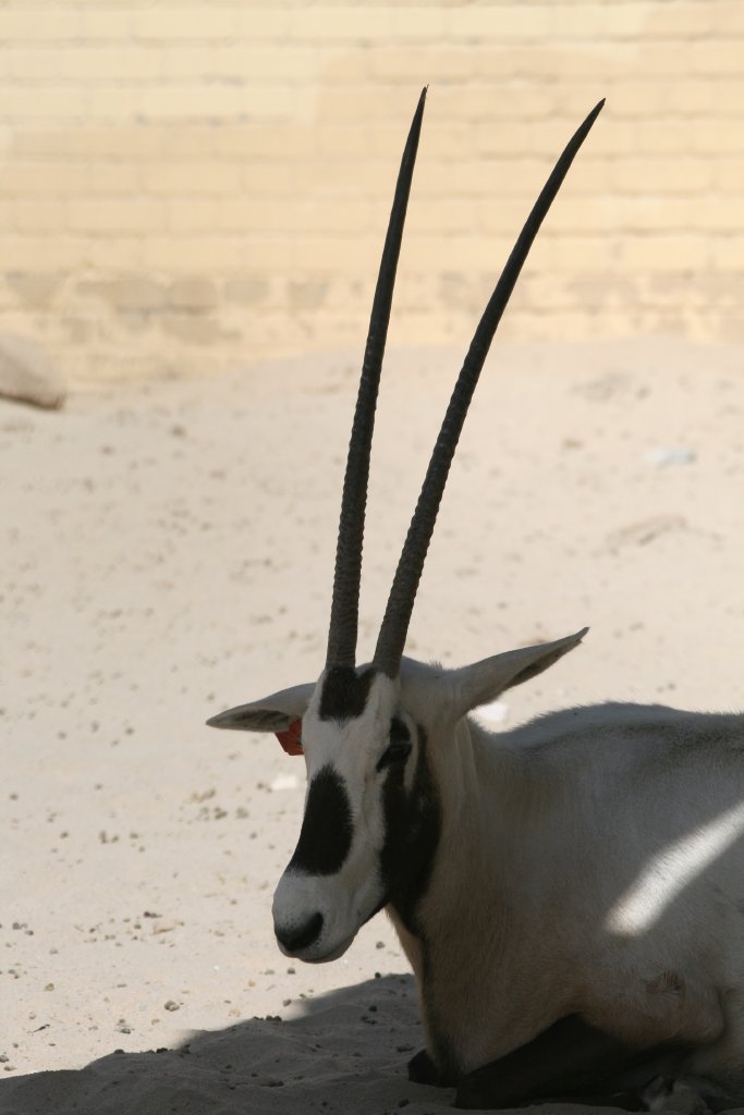 Arabian Oryx