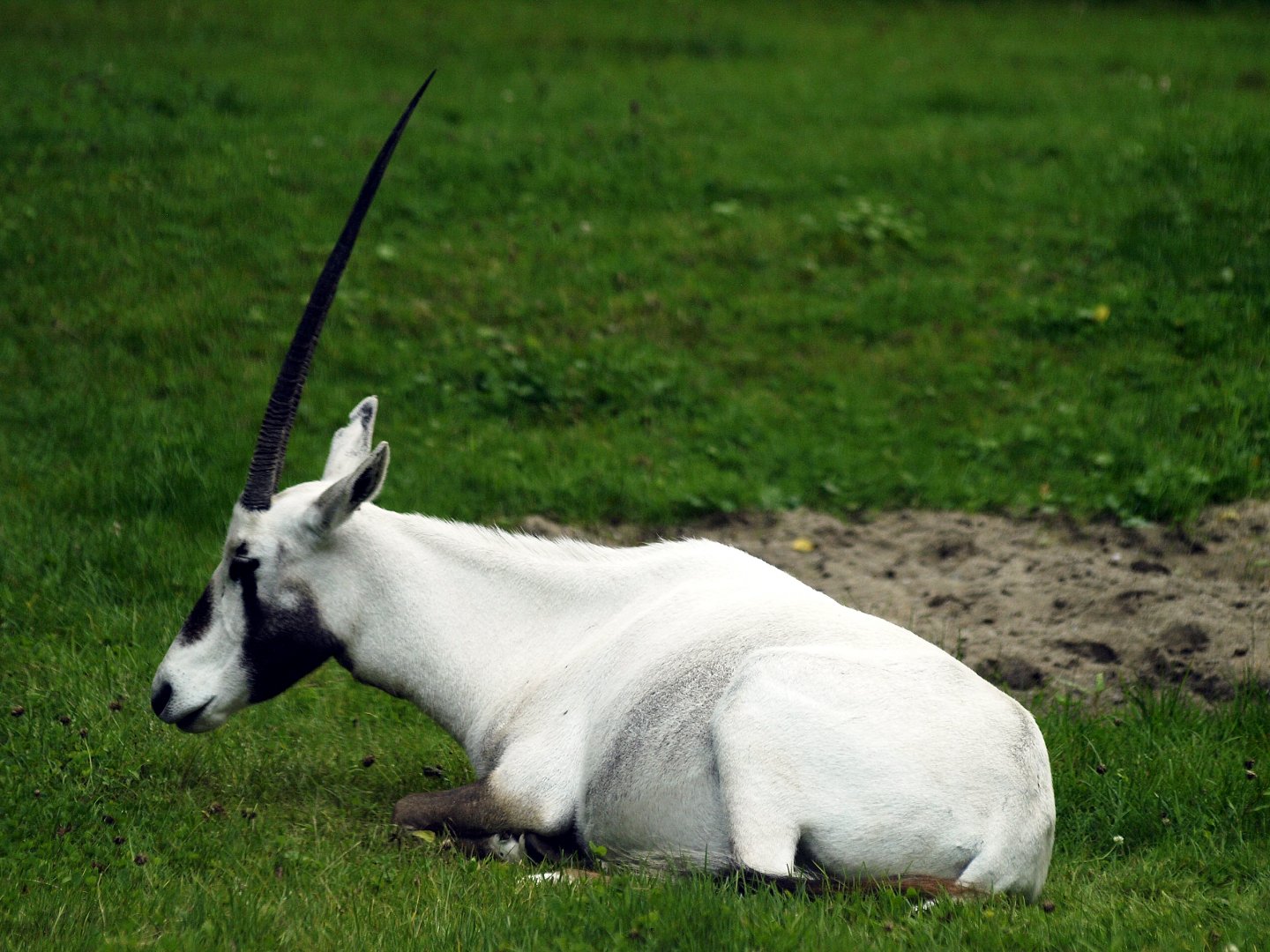 Arabian oryx