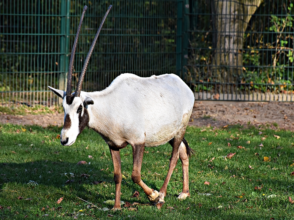 Arabian Oryx