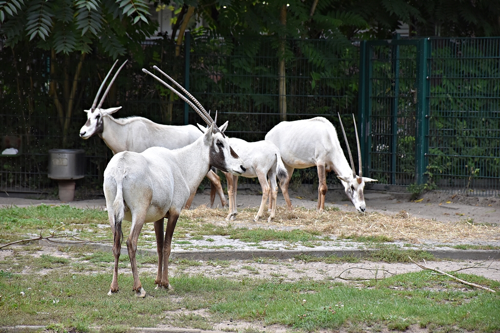 Arabian oryx