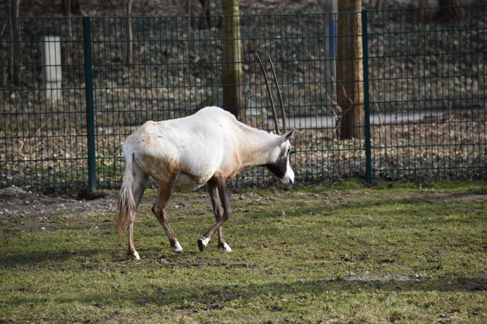 Arabian oryx