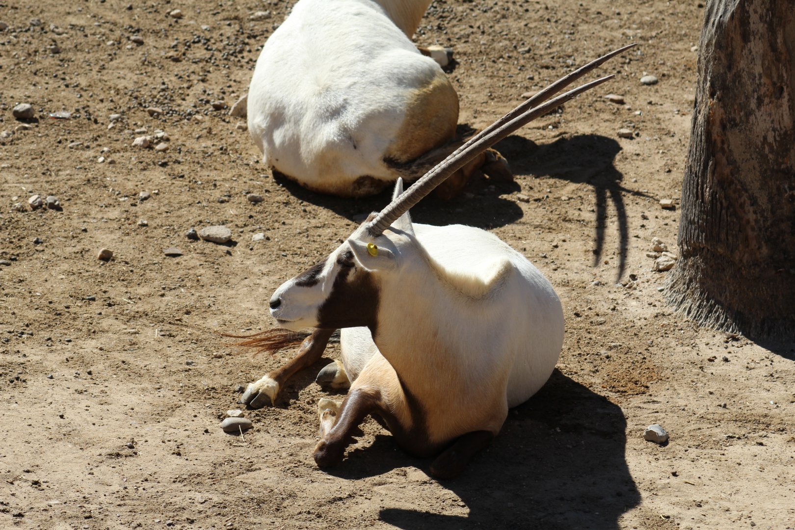 Arabian Oryx