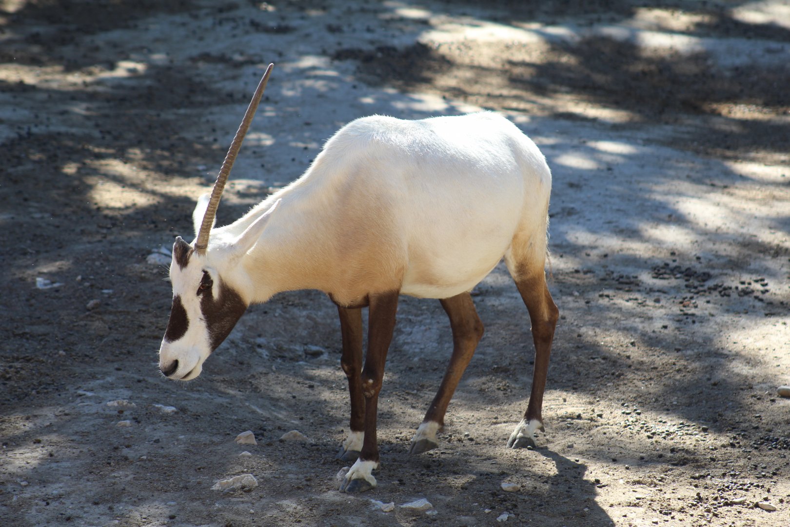 Arabian Oryx