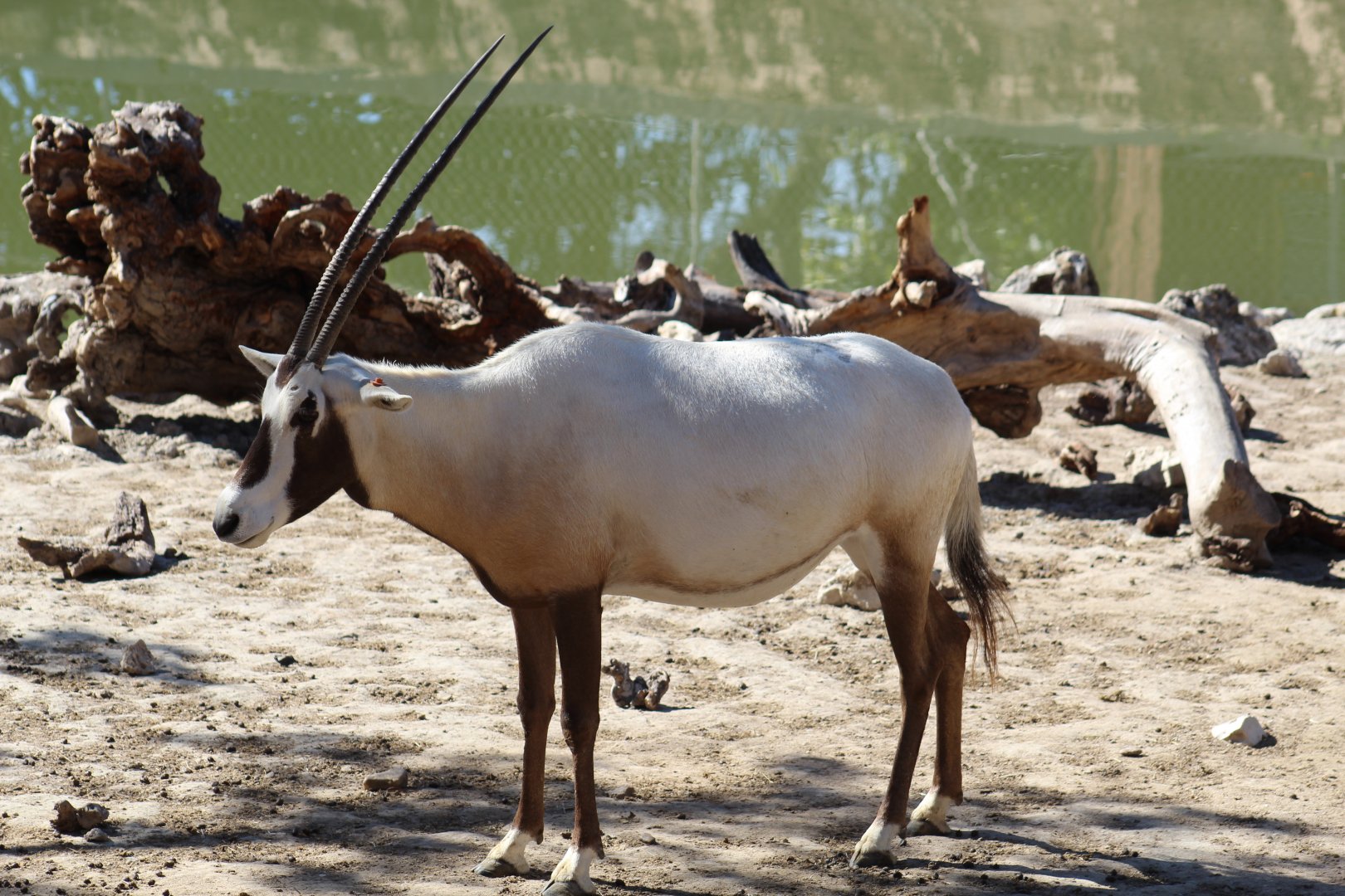 Arabian Oryx